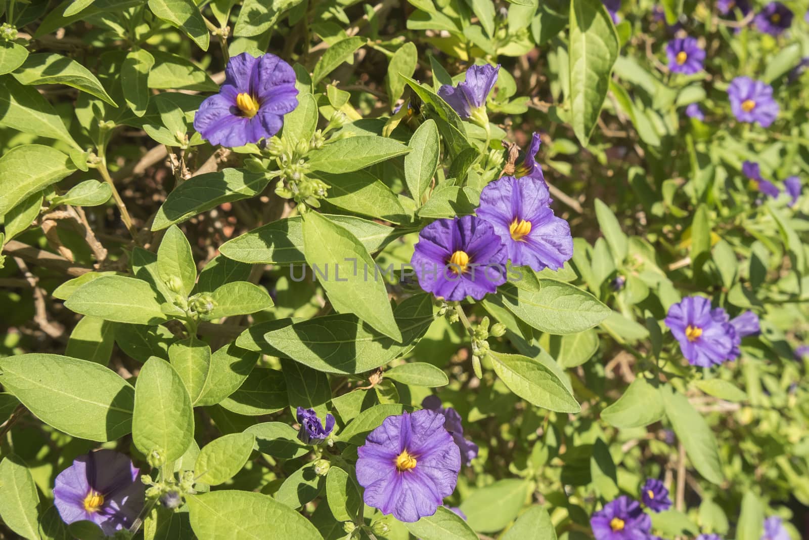 Solanum rantonnetii flowers