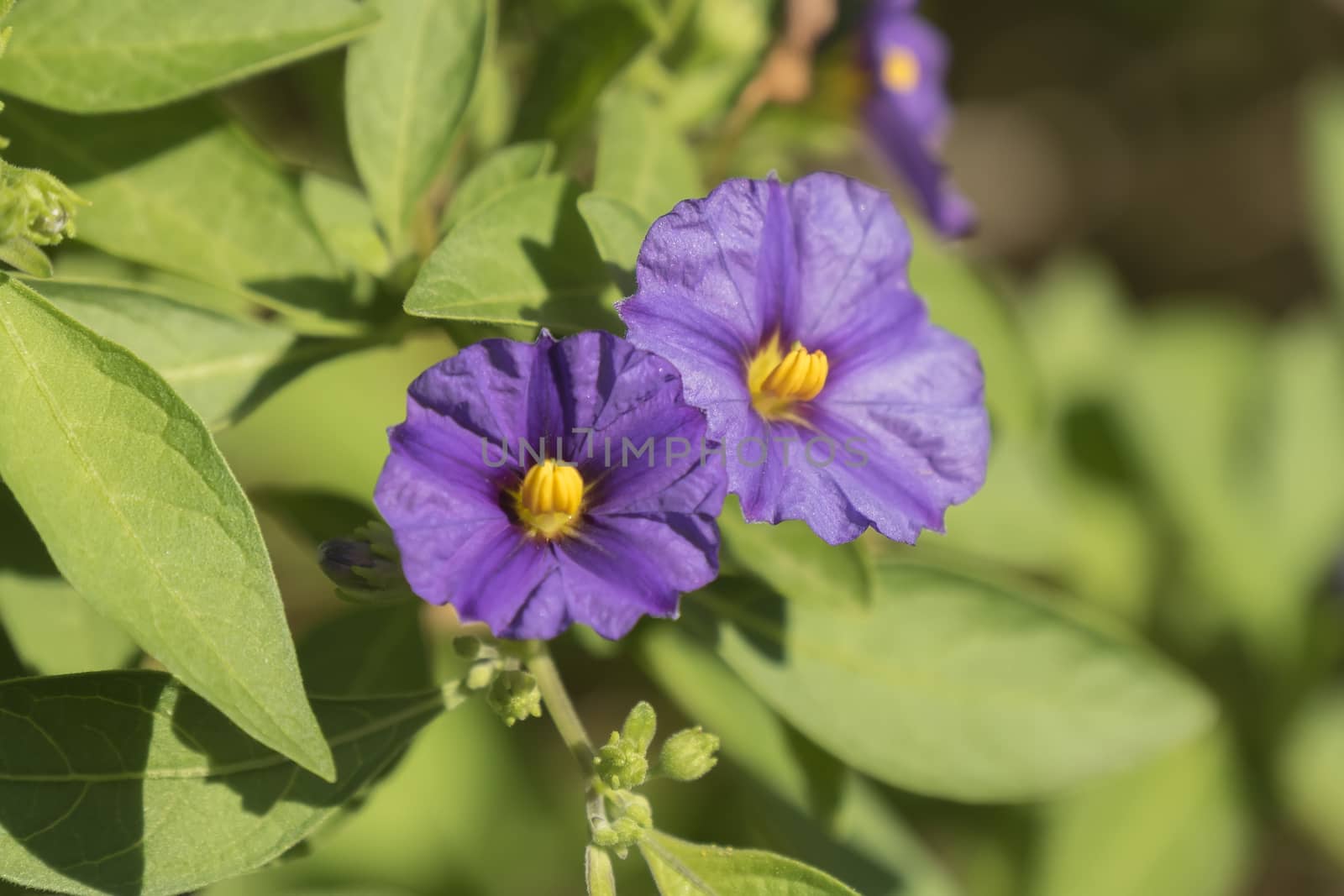 Solanum rantonnetii flowers