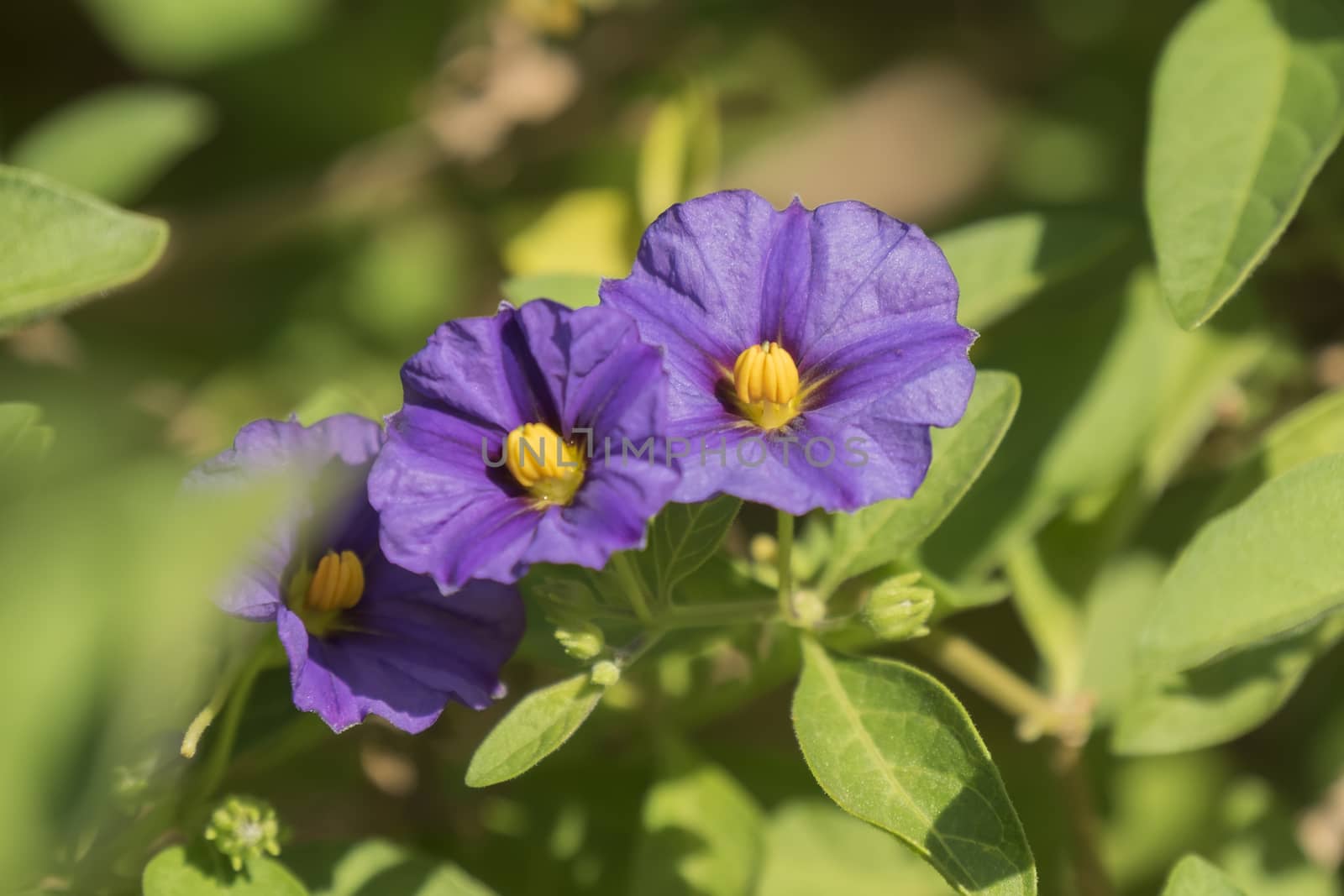 Solanum rantonnetii flowers
