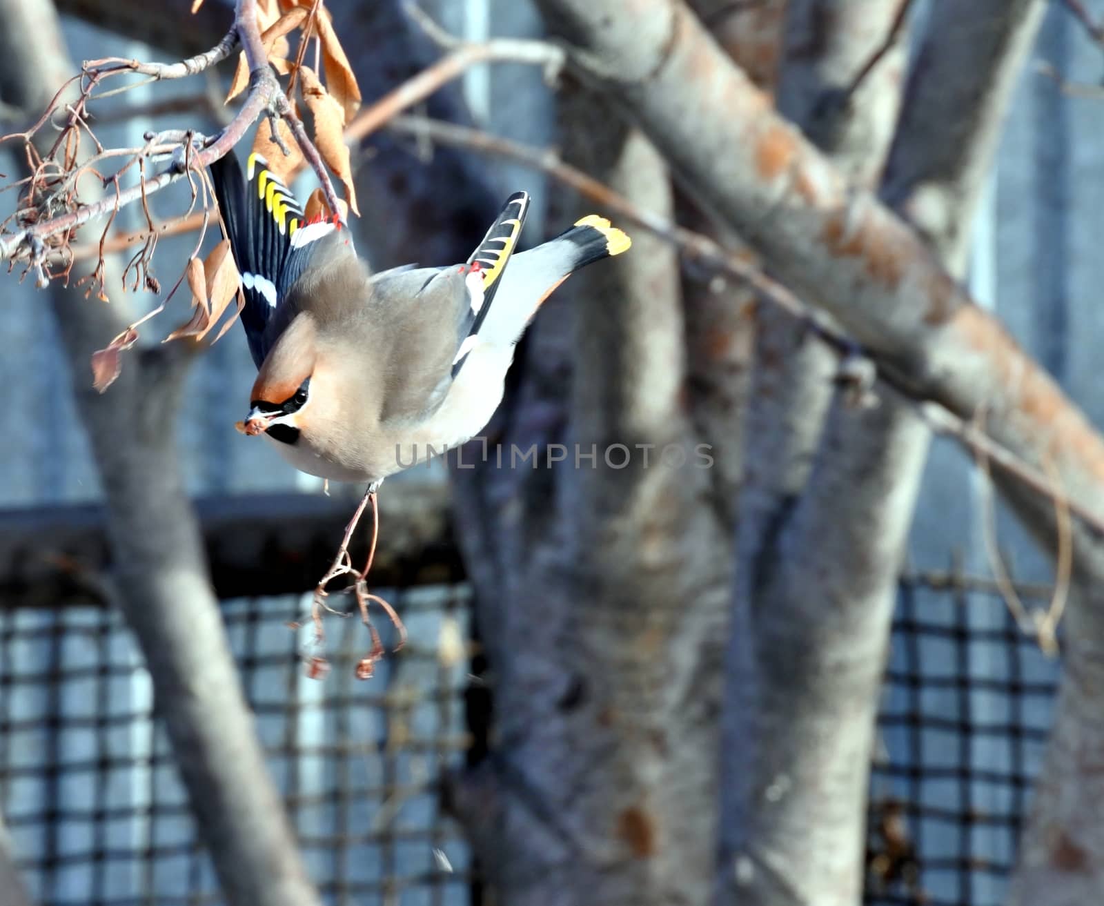 Waxwing on branch of mountain ash on blurred background