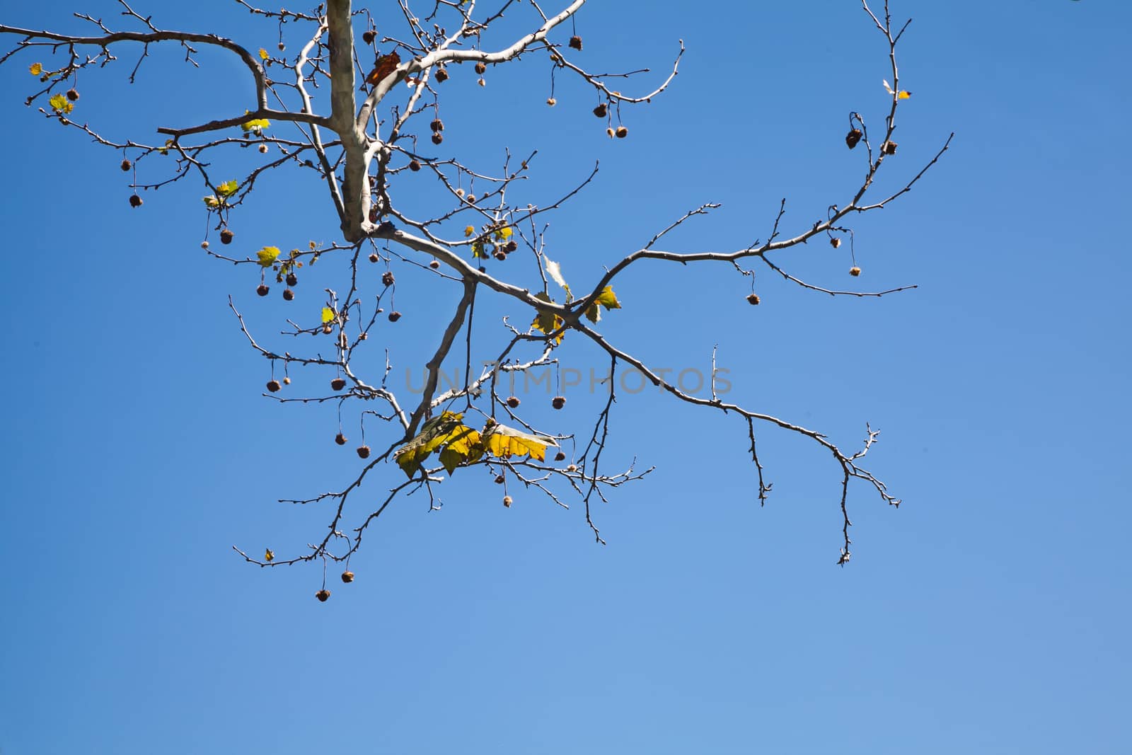 Tree branches with some leaves and blue sky