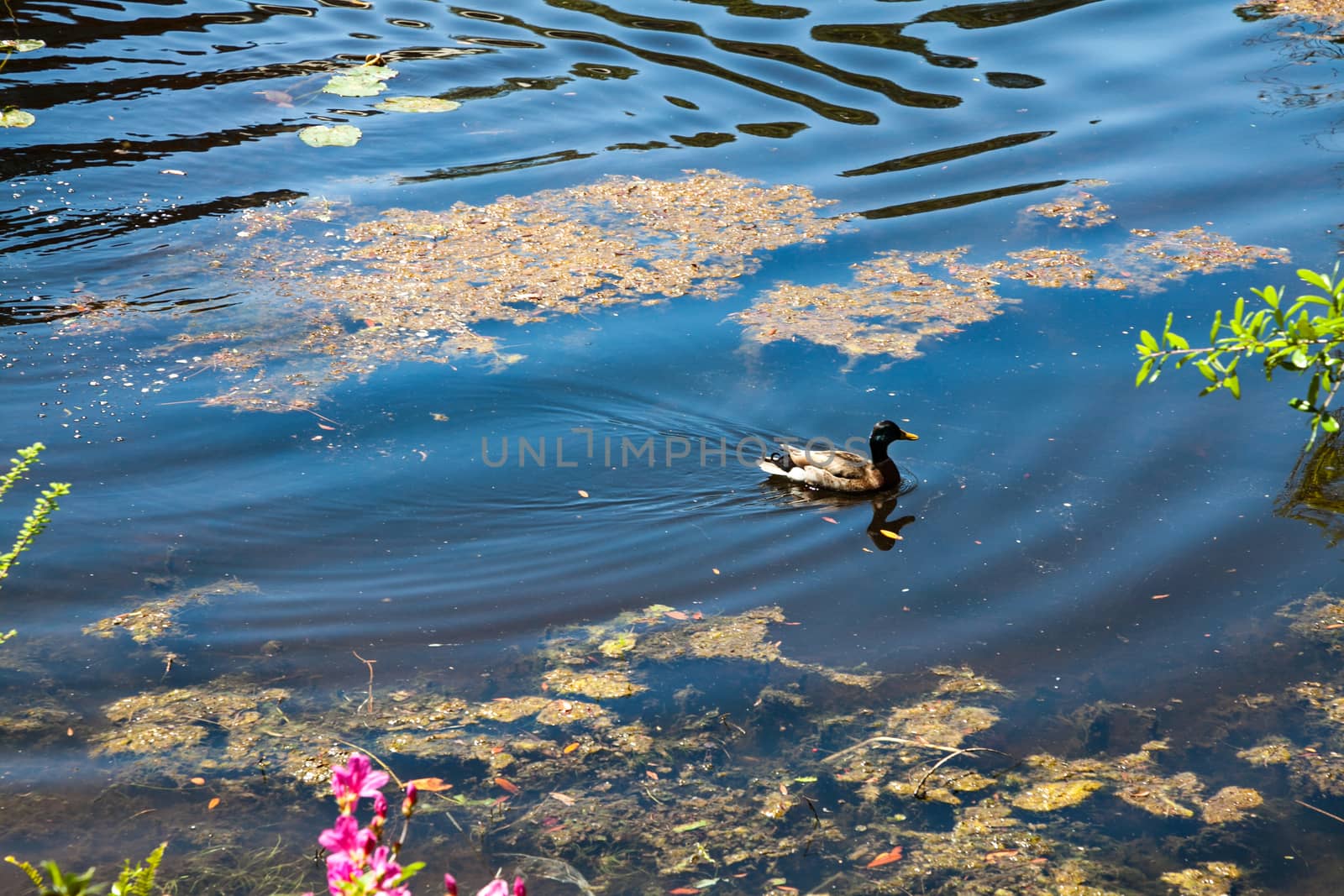 Duck by quackersnaps