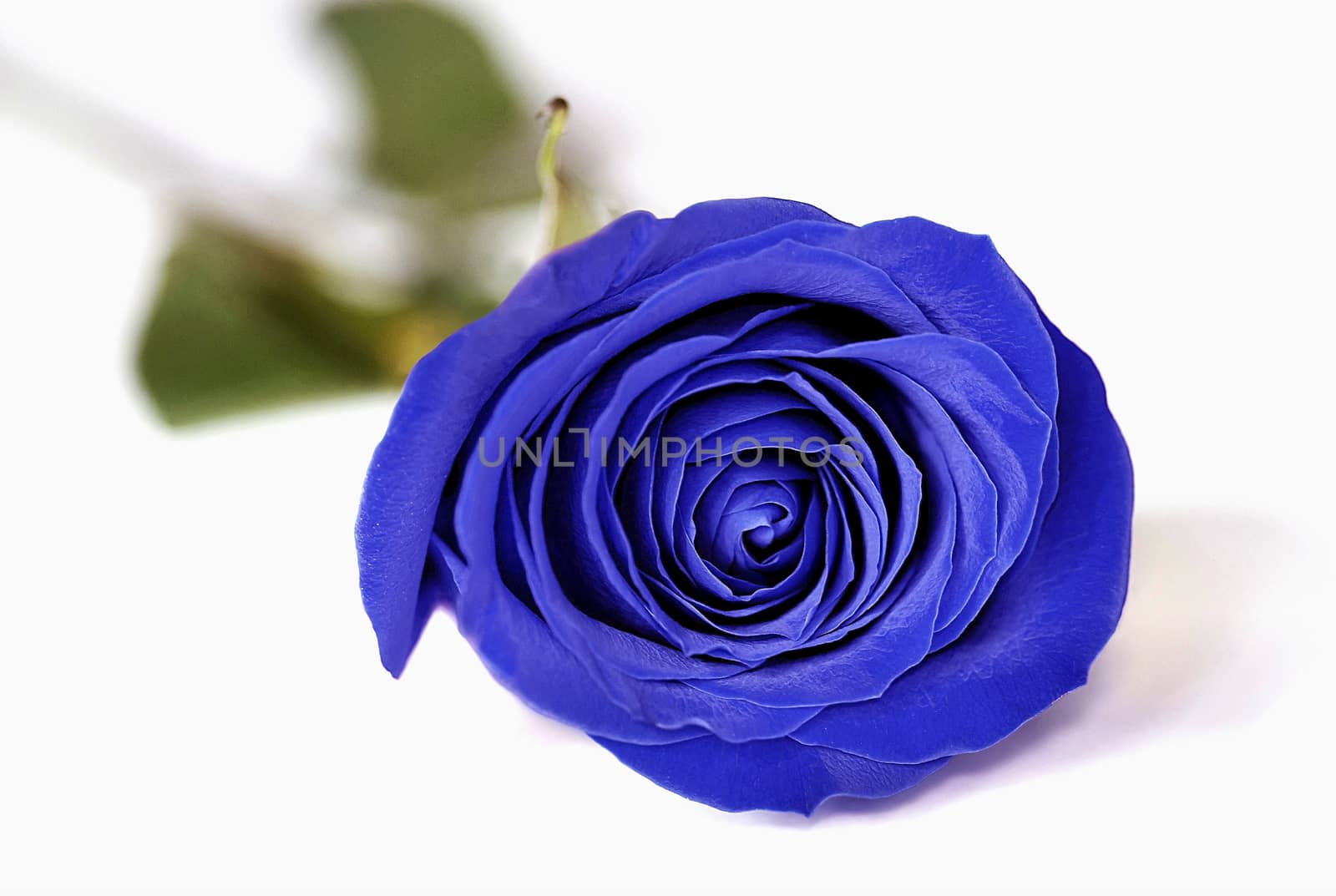 A blue rose with green leaves on a white background.