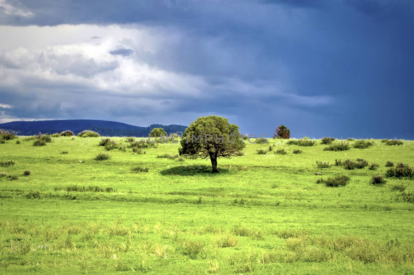 A lone tree in a green pasture under a stormy sky with mountains and green bushes.