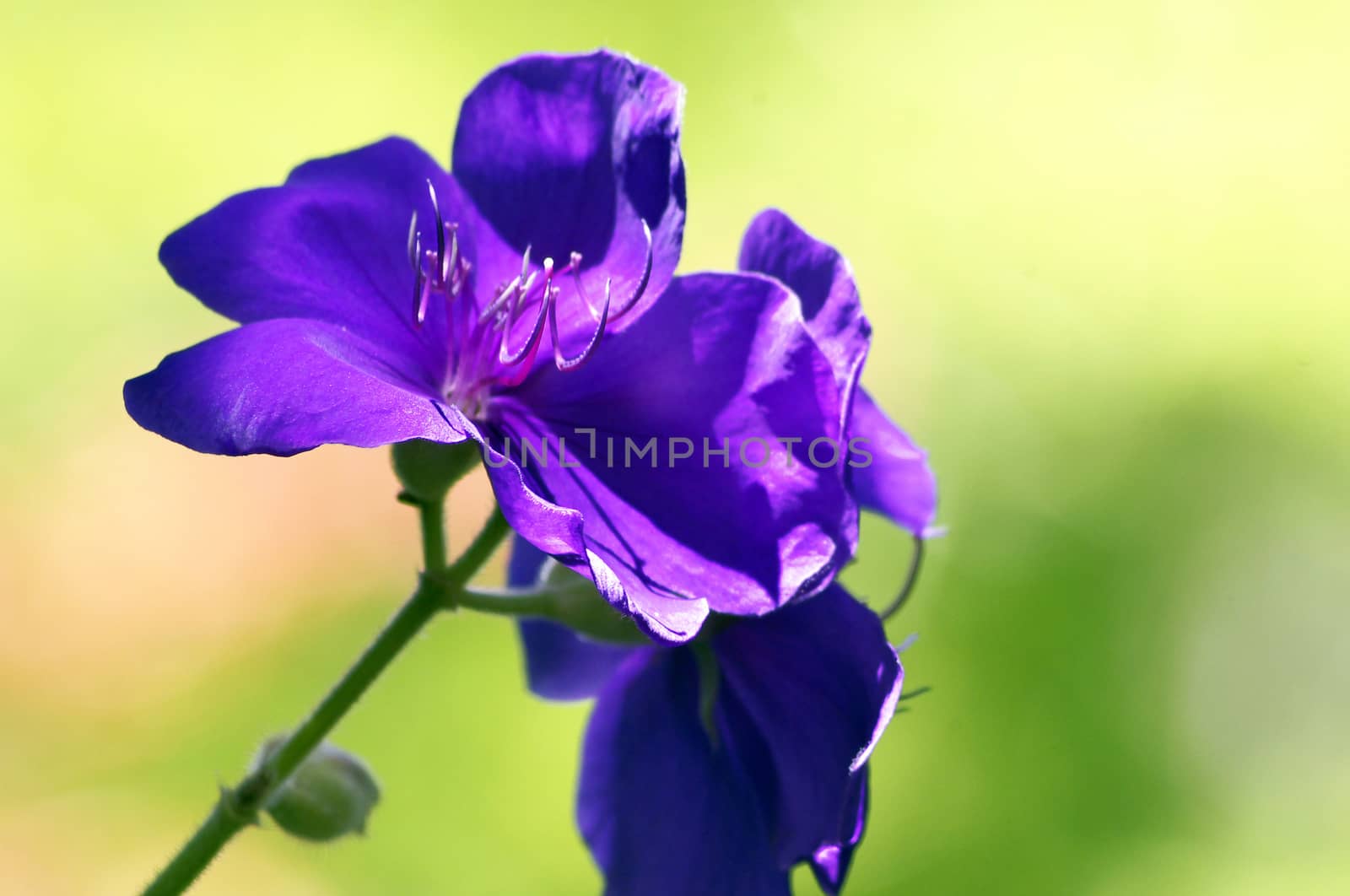 Two violet flowers in a garden on a green background.