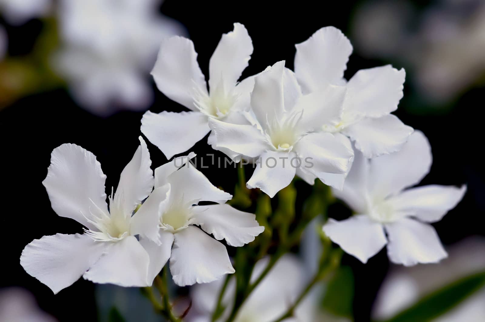 White oleander blossoms growing in a garden.