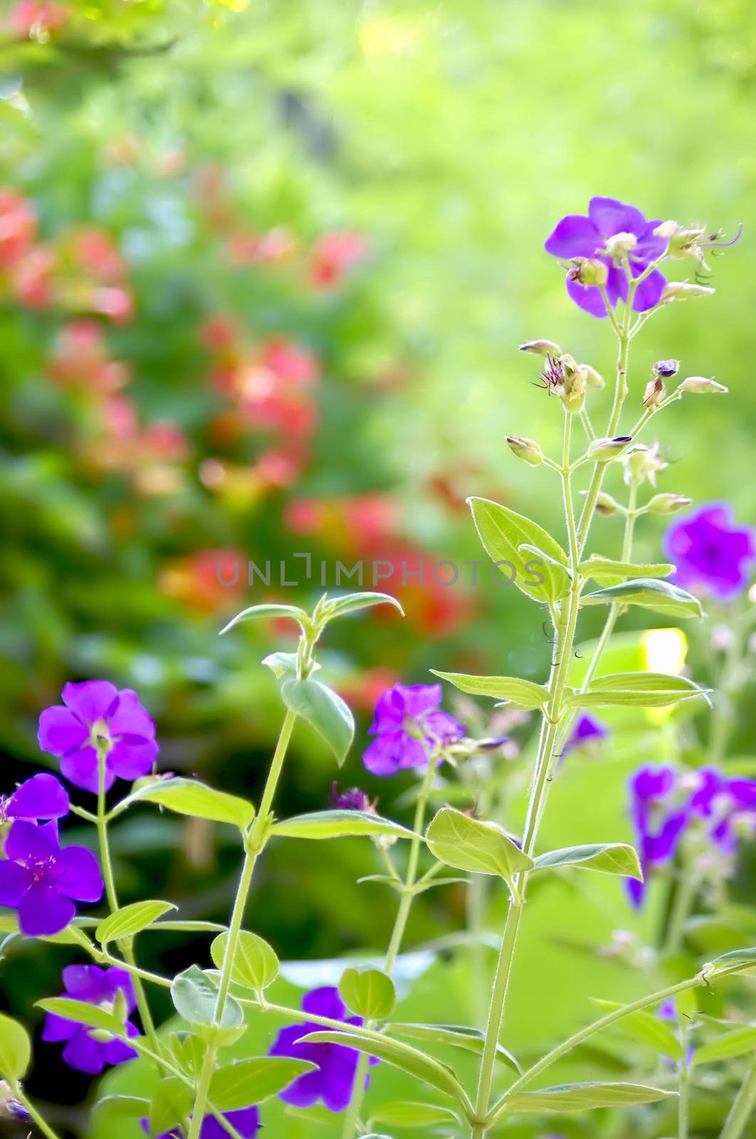 Purple flowers and red flowers in a beautiful garden.