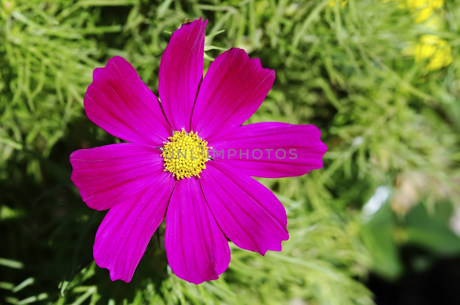 Purple flower growing in a garden with a green background.