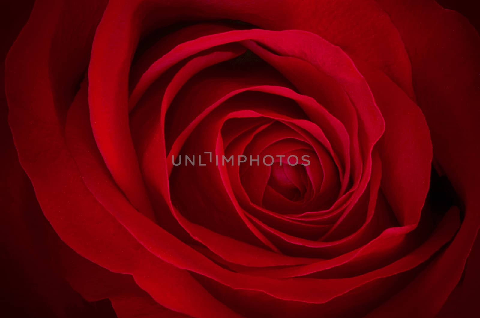 Close-up of a beautiful red rose.