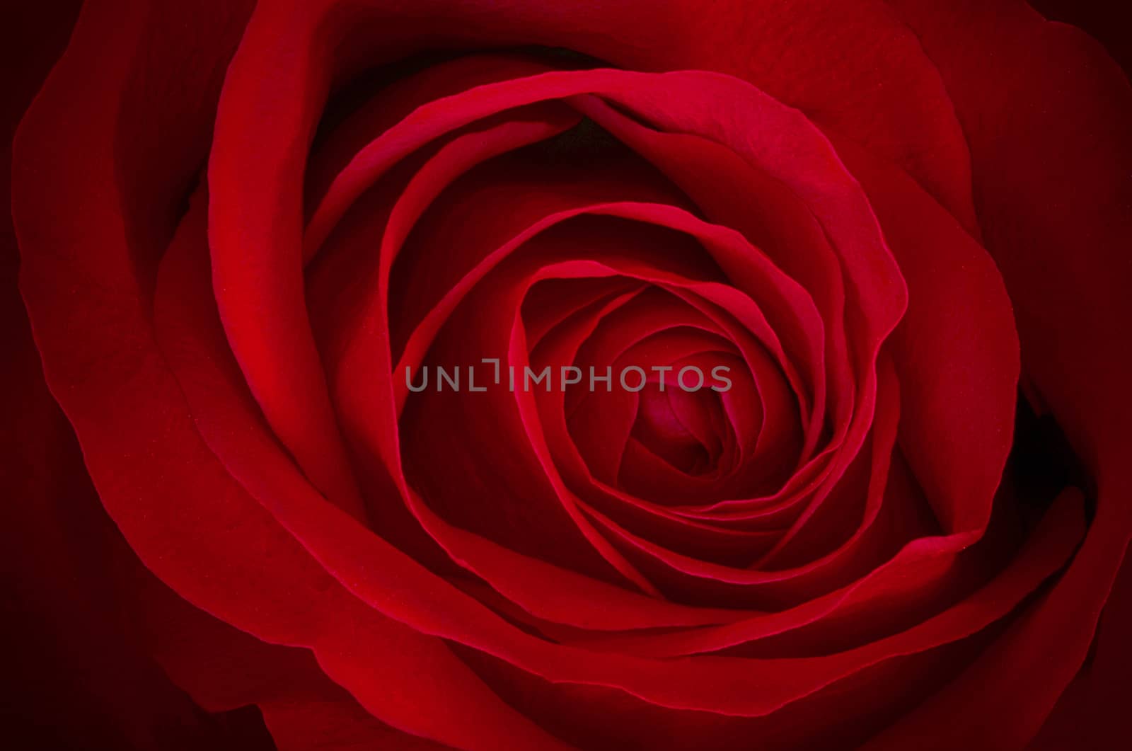 Close-up of a beautiful red rose.
