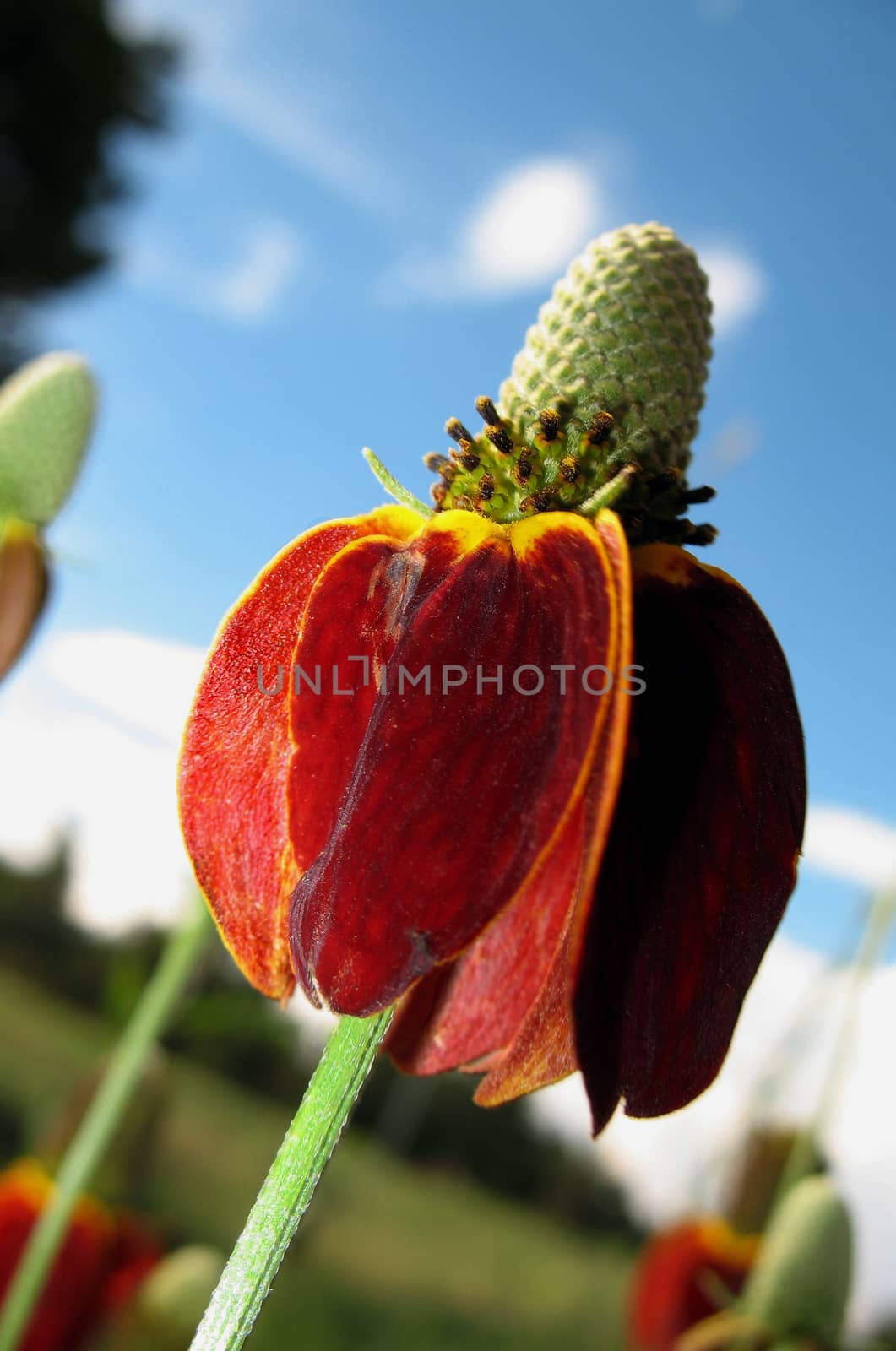 A red flower with a blue sky background.