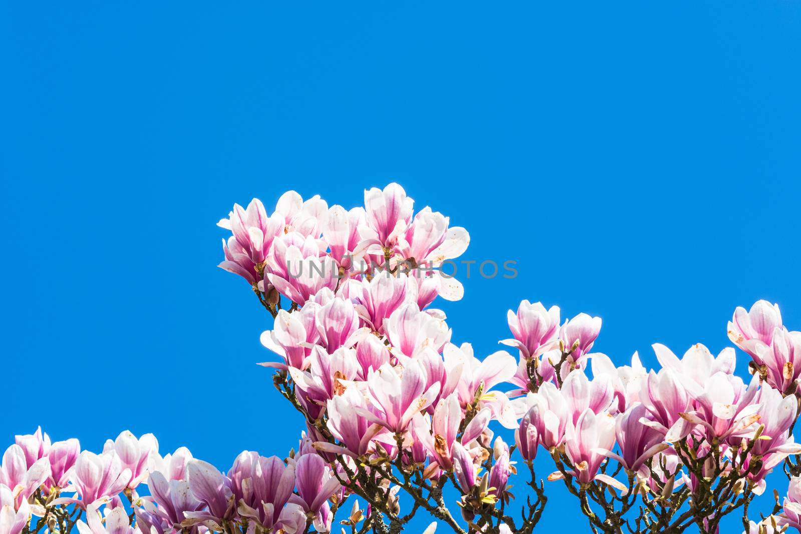 Beautiful fascinating spring scene with blue sky.