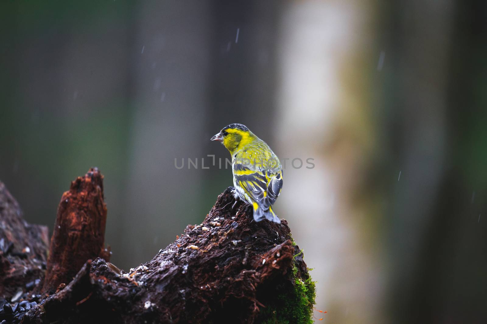 Close-up of a Blue Tit Bird sitting on a stump in a rainy spring forest