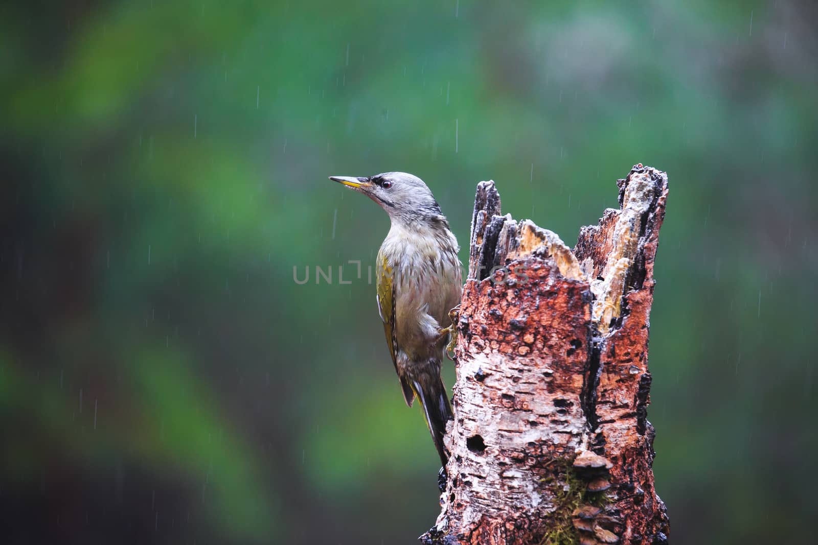 Close-up  Gray-headed Woodpecker sitting on a tree in a rainy spring forest