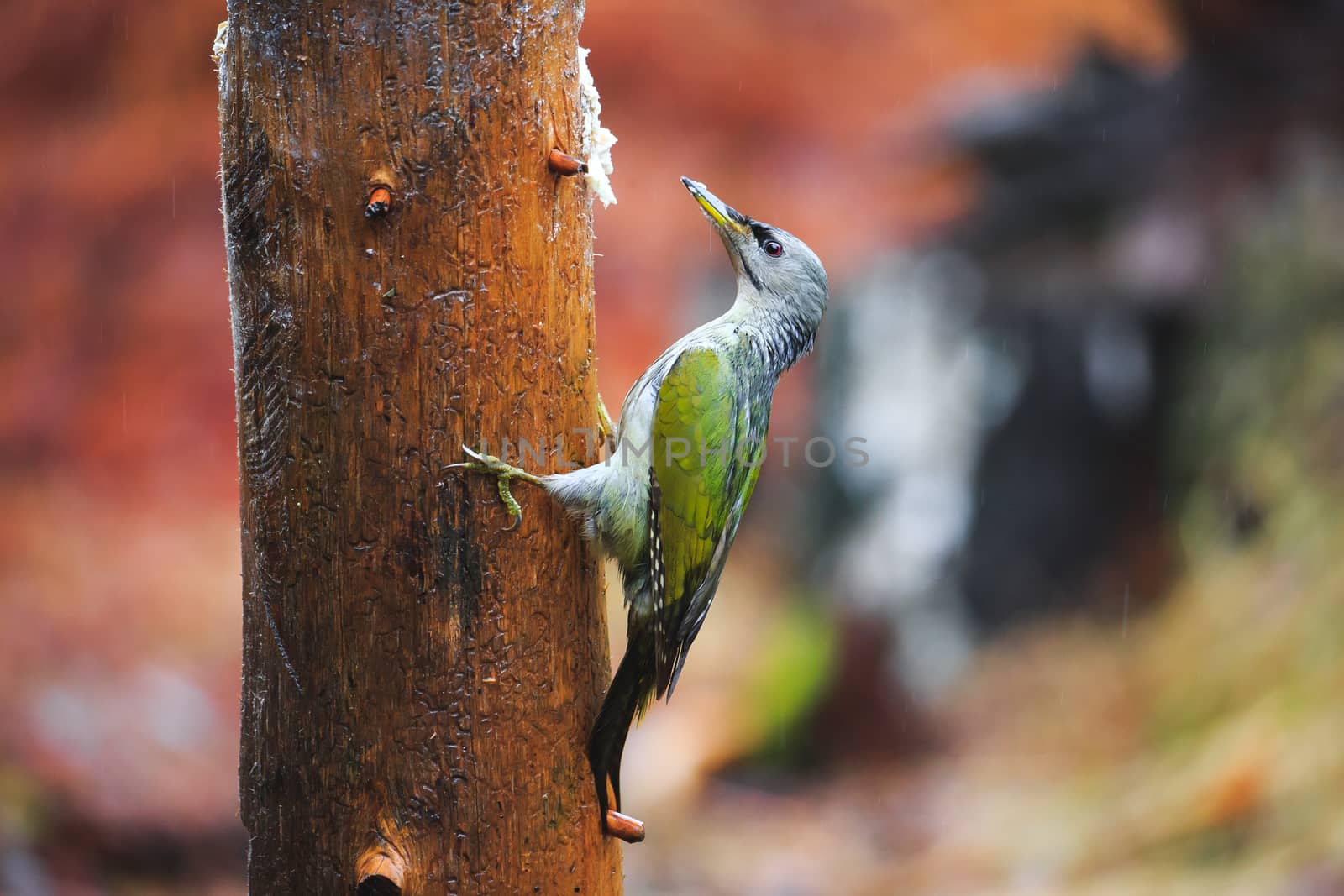 Gray-headed Woodpecker in a rainy spring forest by Multipedia