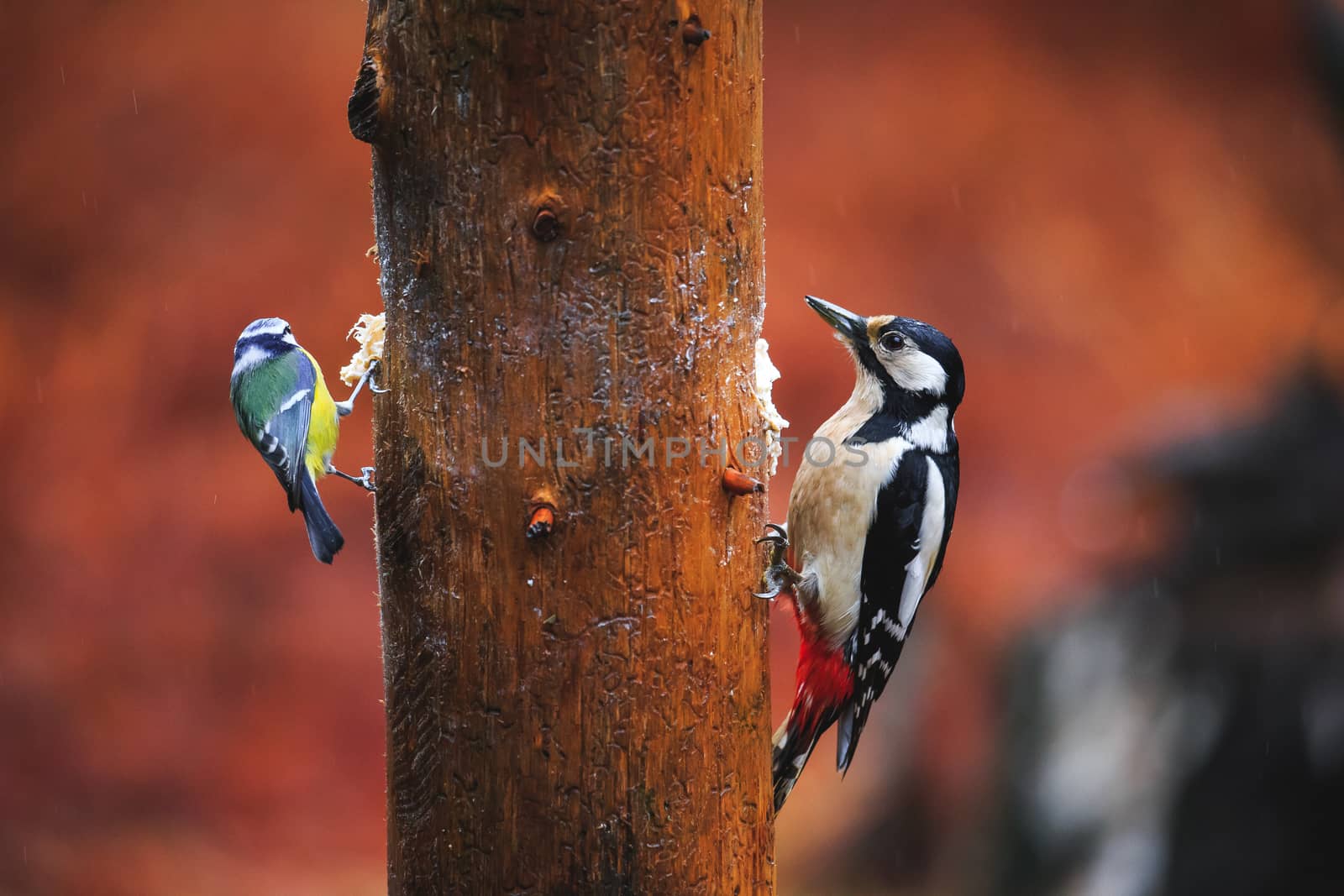 Close-up of a Blue Tit Bird and Woodpecker sitting on a tree in a rainy spring forest