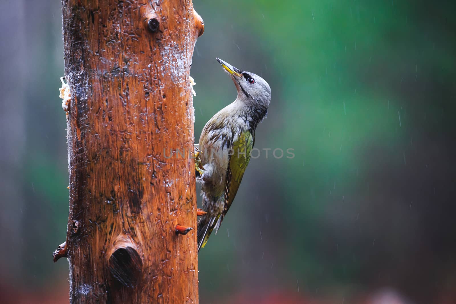 Gray-headed Woodpecker in a rainy spring forest by Multipedia