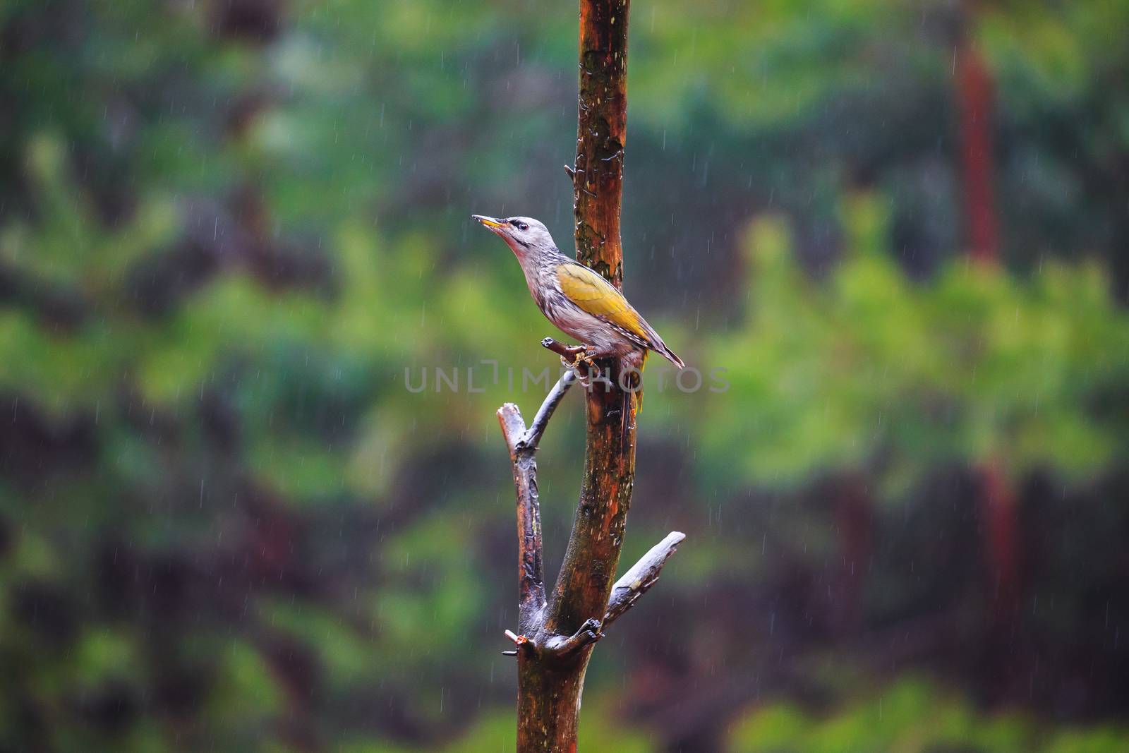 Gray-headed Woodpecker in a rainy spring forest by Multipedia