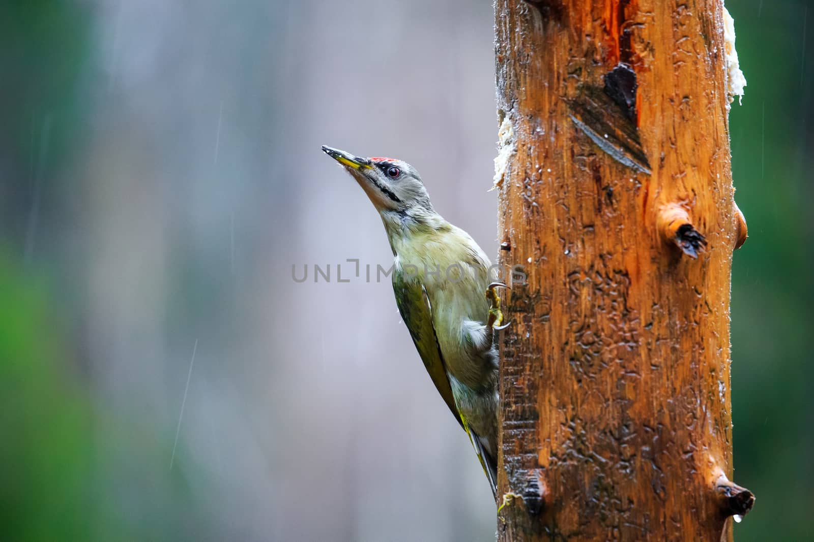 Gray-headed Woodpecker in a rainy spring forest by Multipedia