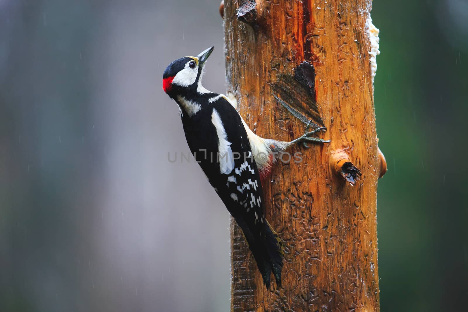 Great Spotted Woodpecker in a rainy spring forest by Multipedia