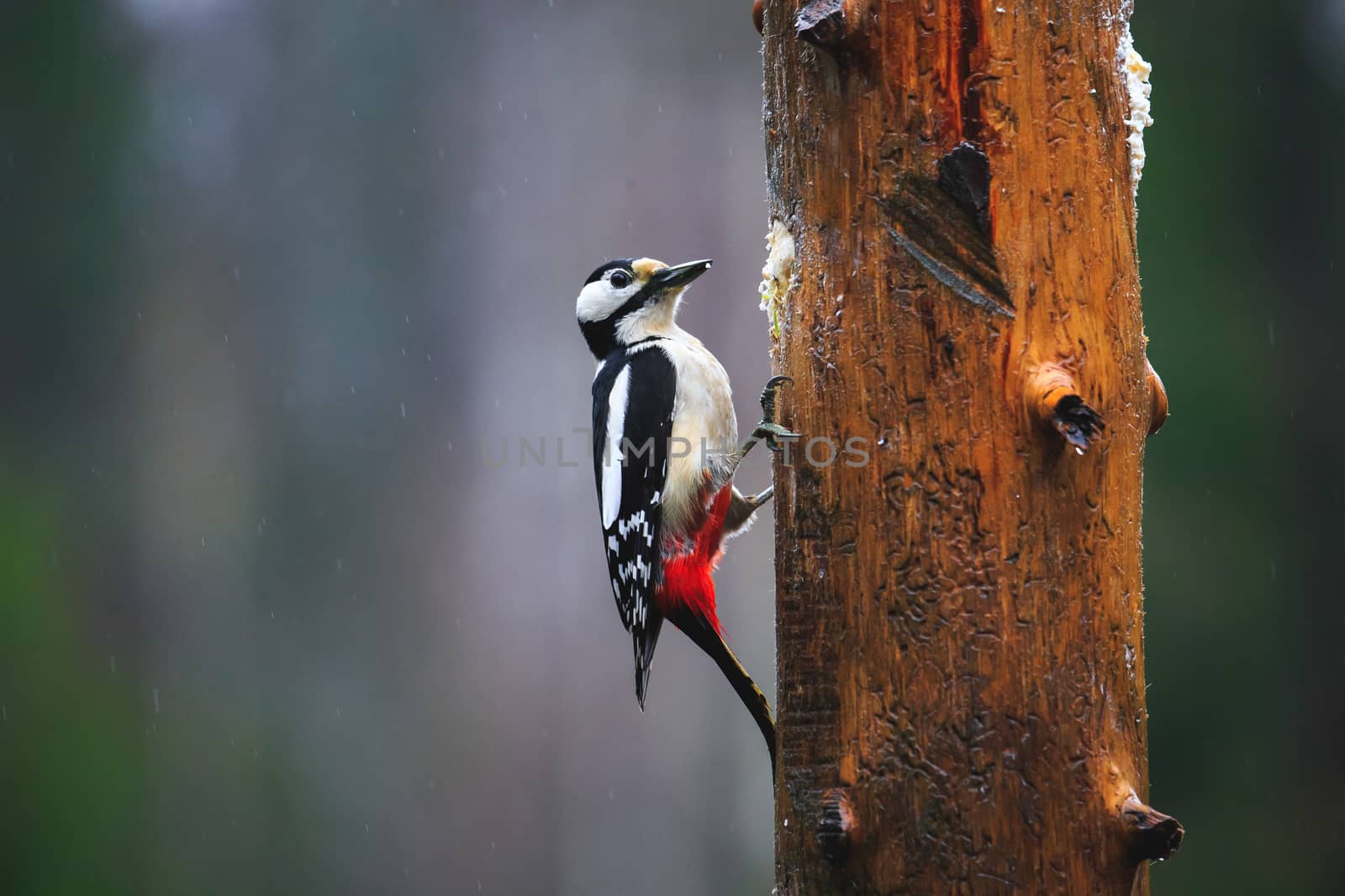 Close-up of Great Spotted Woodpecker sitting on a tree in a rainy spring forest