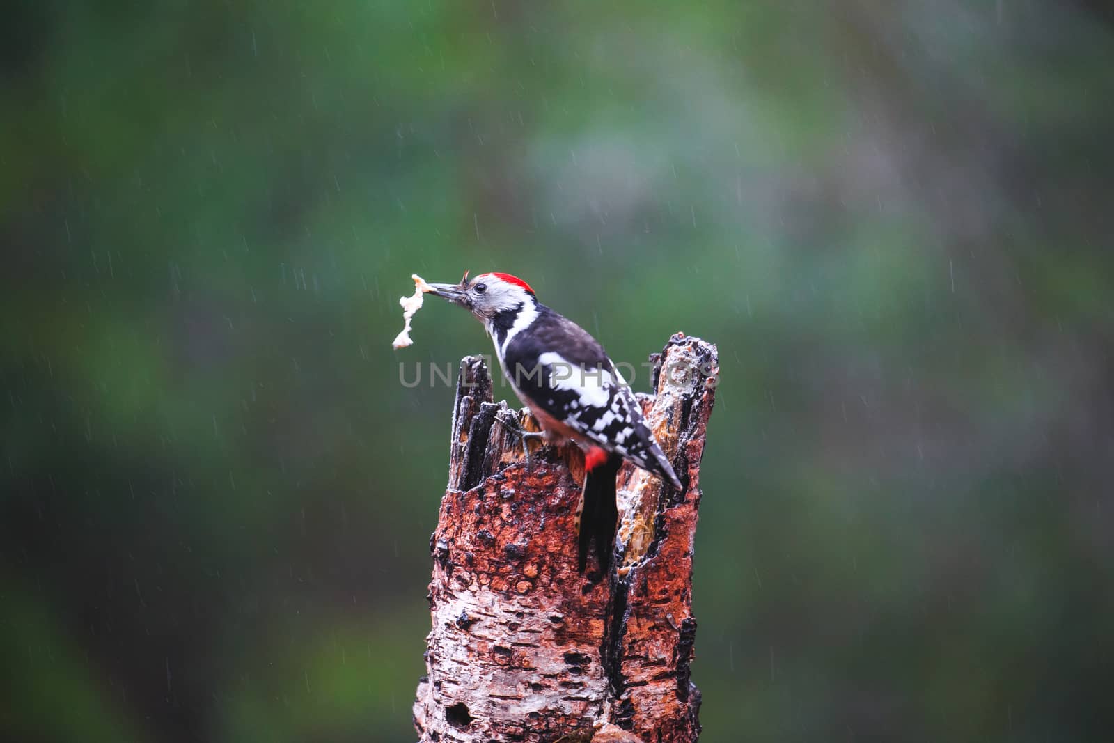 Close-up of Great Spotted Woodpecker sitting on a tree in a rainy spring forest