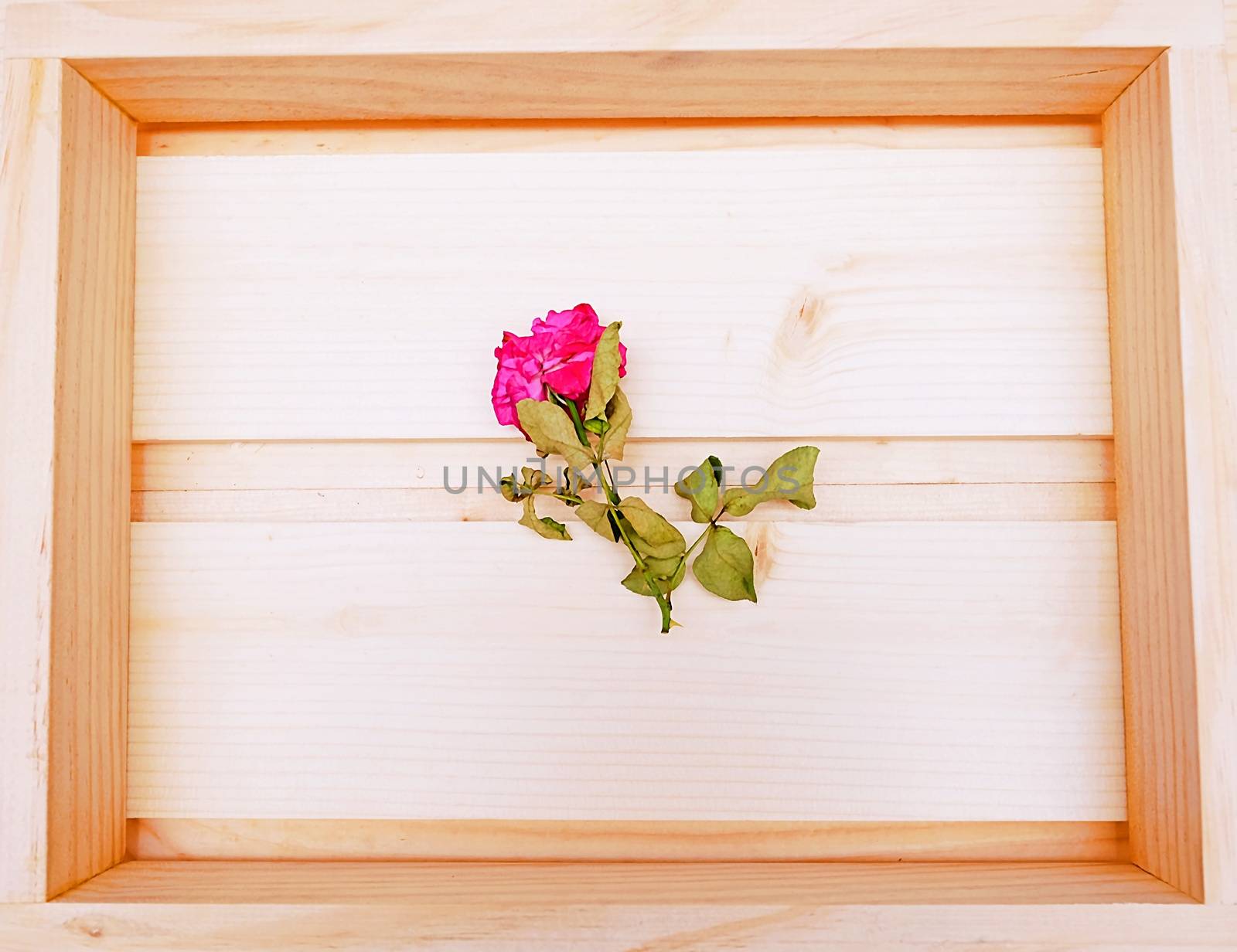 Chubby Pink Rose Flower in Wooden Box