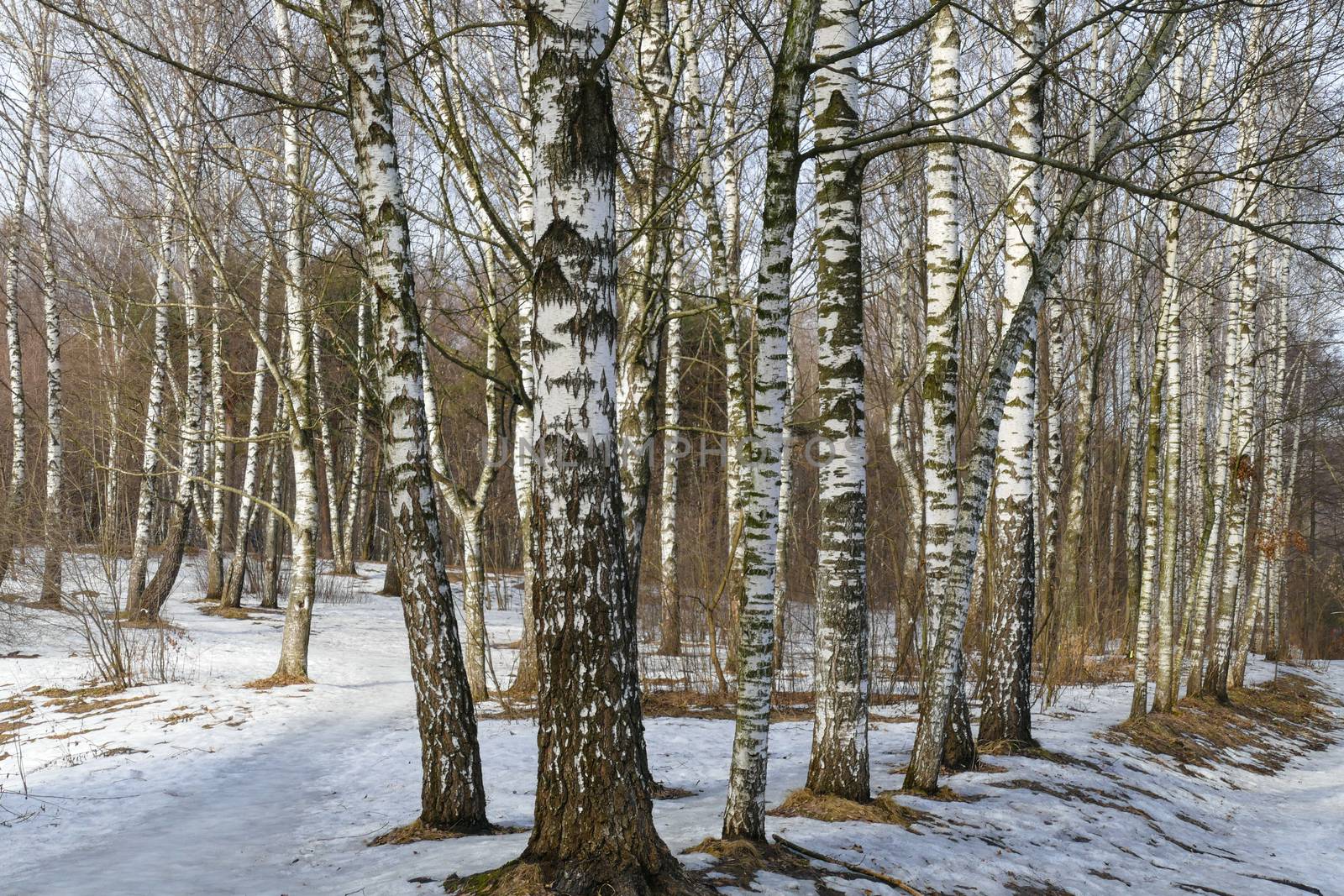 Birch forest in spring, Russia, day,sun ,cold