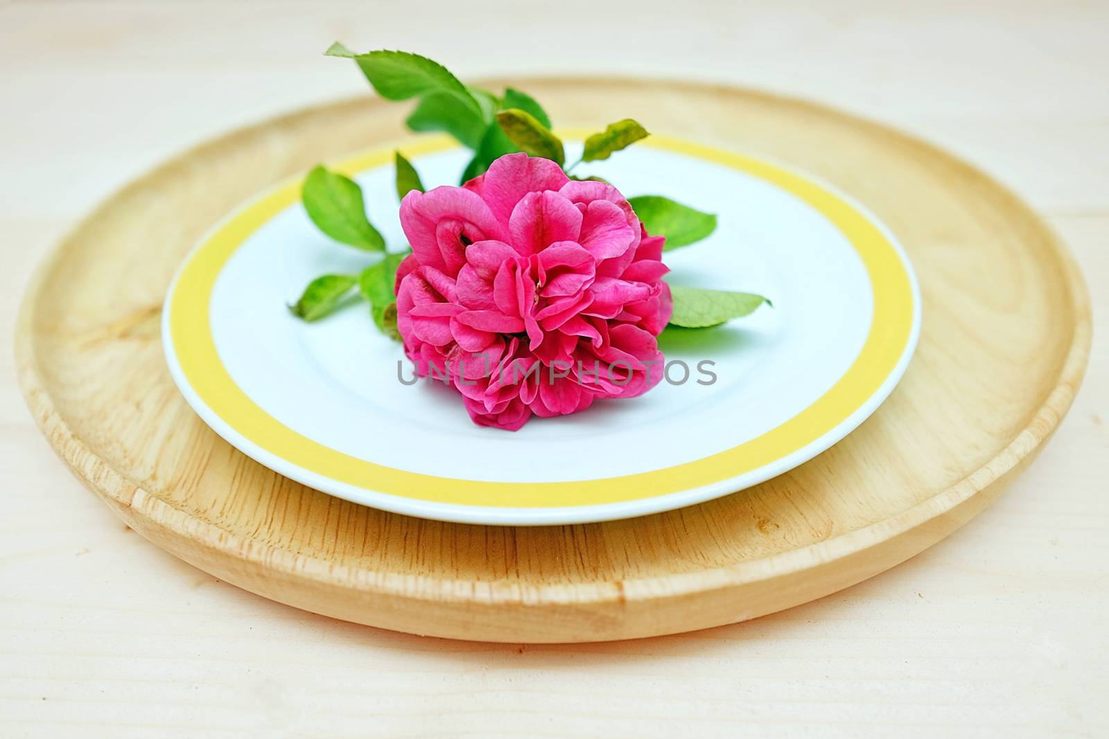Close Up Chubby Pink Rose Flower on Double Dishes