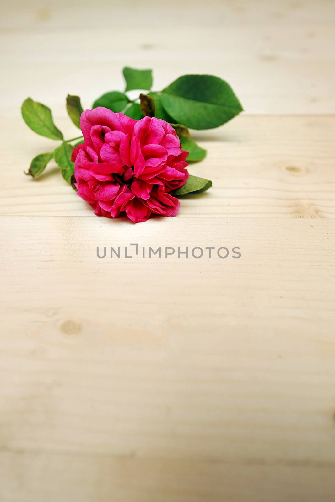 Close Up Chubby Pink Rose Flower on the Table Wood