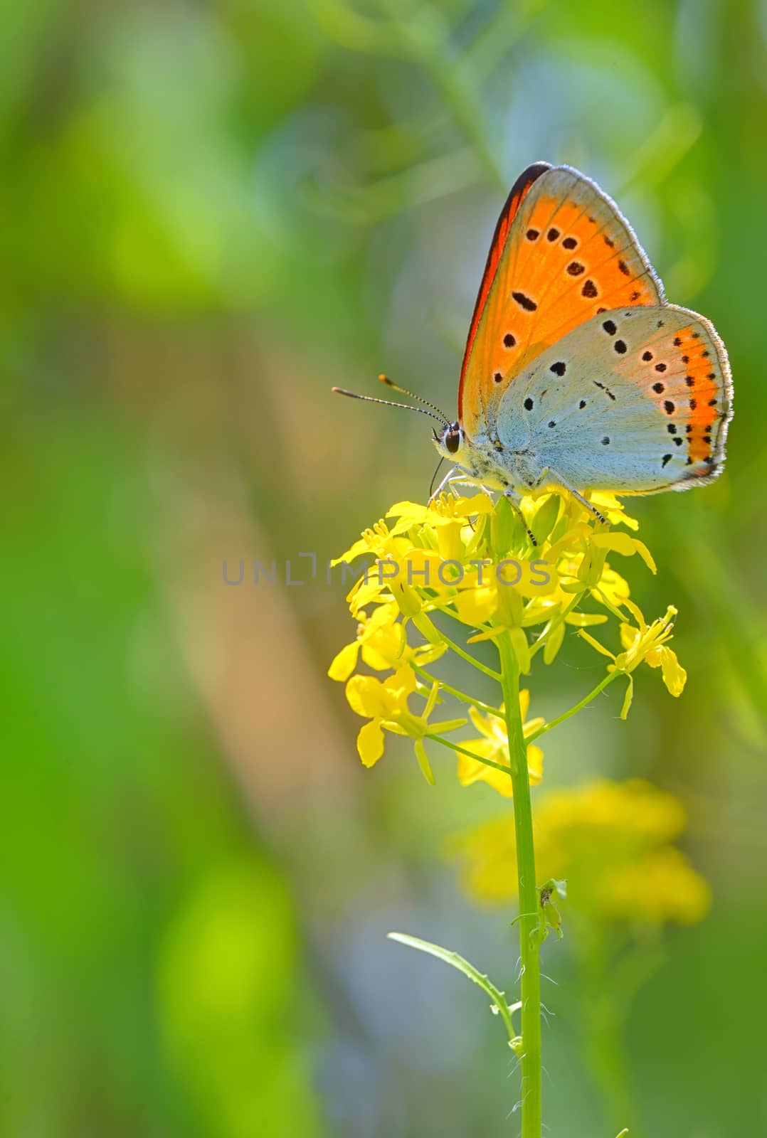 Orange butterfly on summer yellow flower