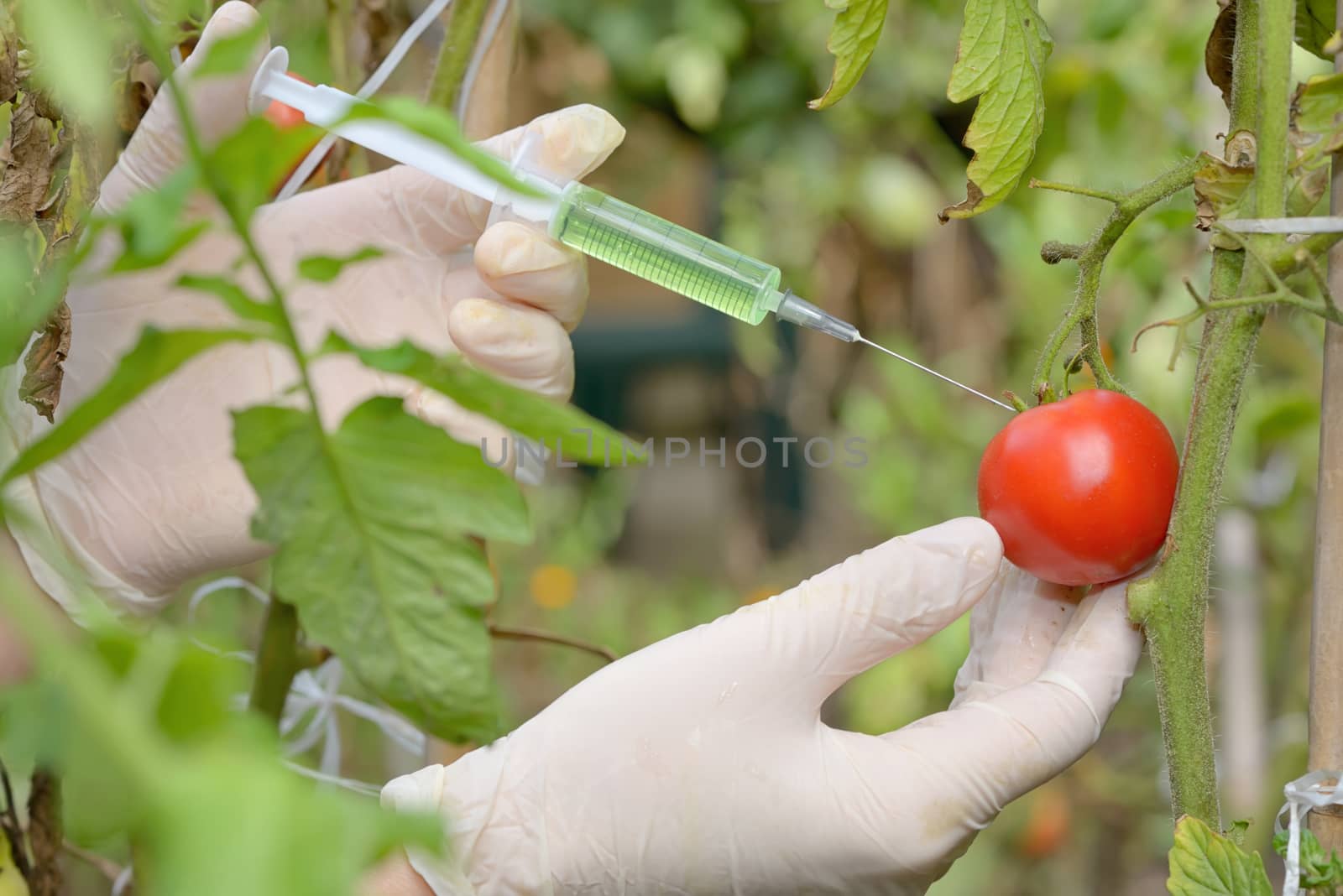 Injection into red tomato in greenhouse