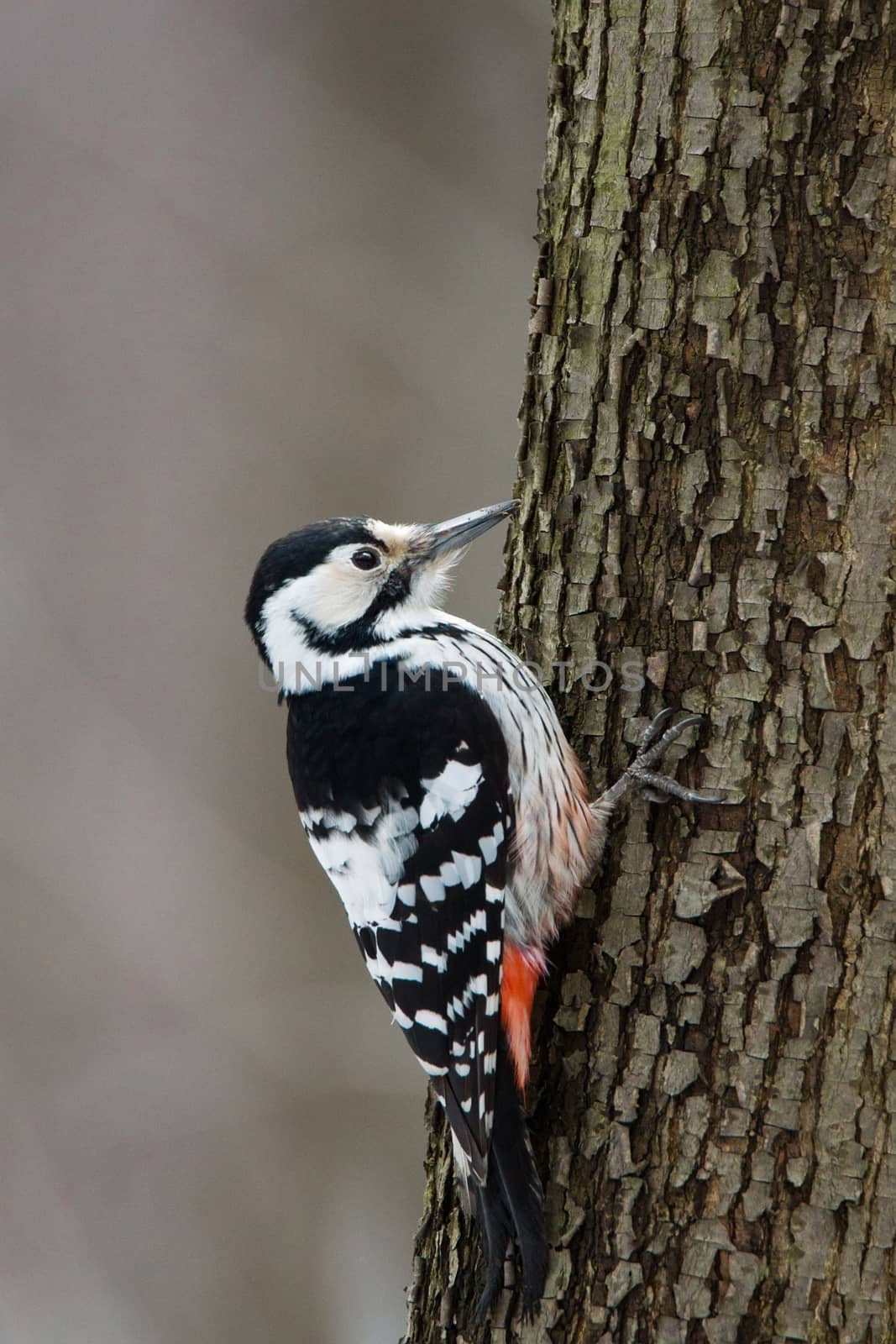 woodpecker on a tree by AlexBush