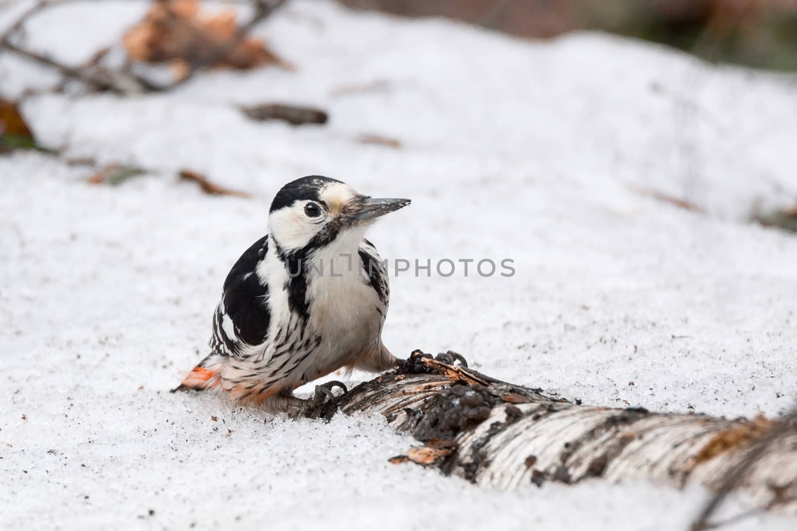 The photo shows a woodpecker on a tree