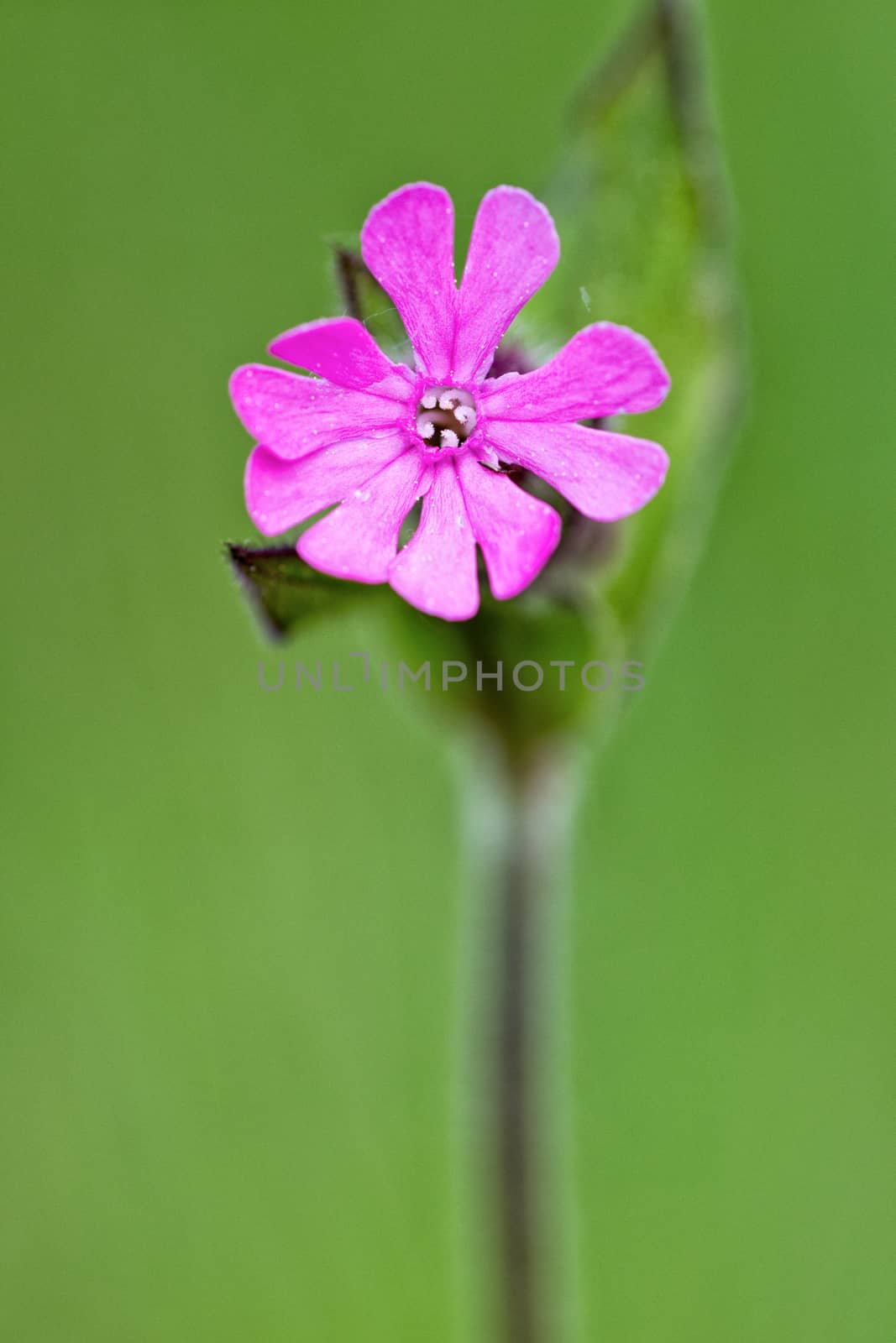 Macro of pink flower with nice blurred background