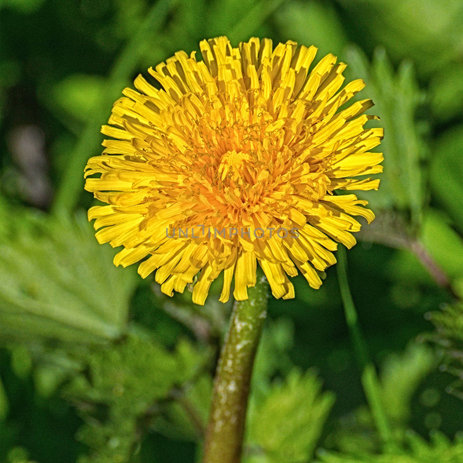 Macro of yellow flower with nice blurred background