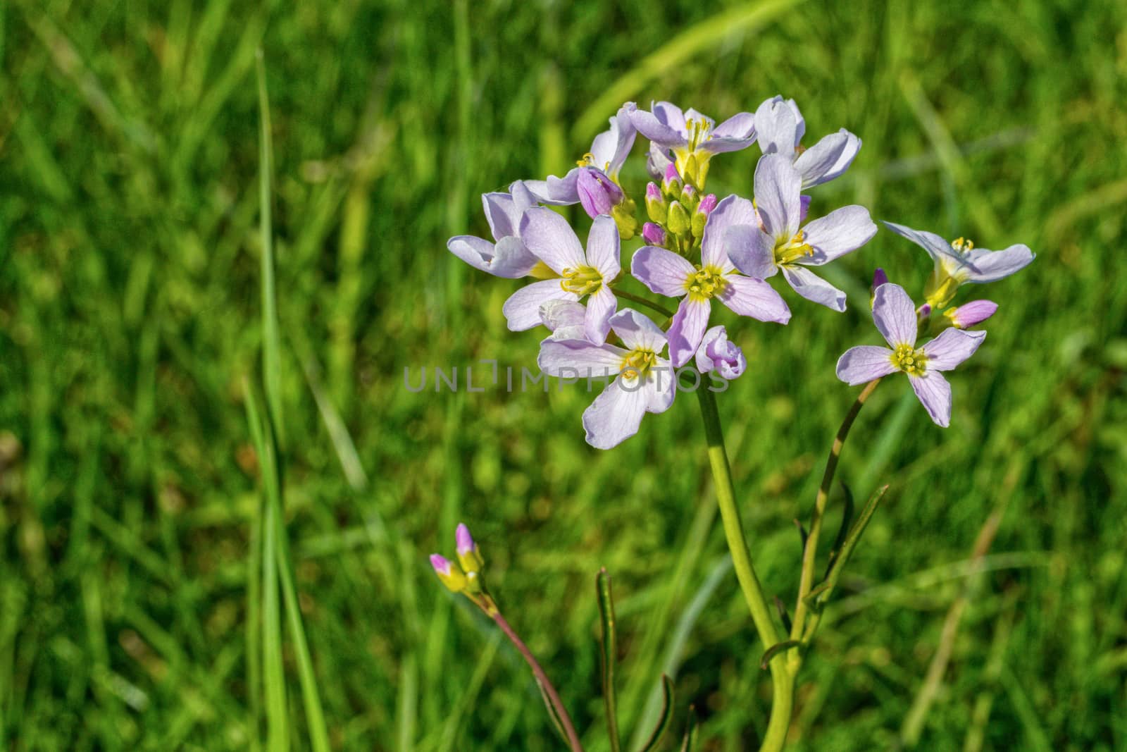 Nice blooming violet flowers on the blurred brown background