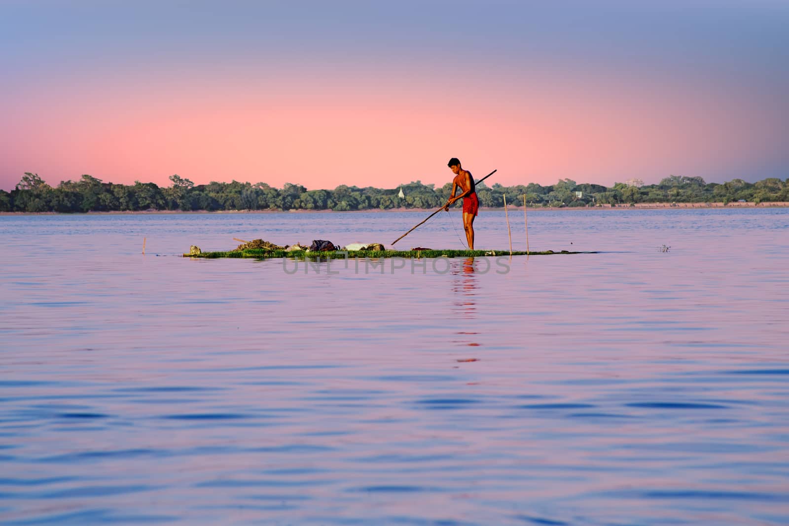 INLE LAKE, MYANMAR - NOVEMBER 15, 2015: Local worker collecting  by devy