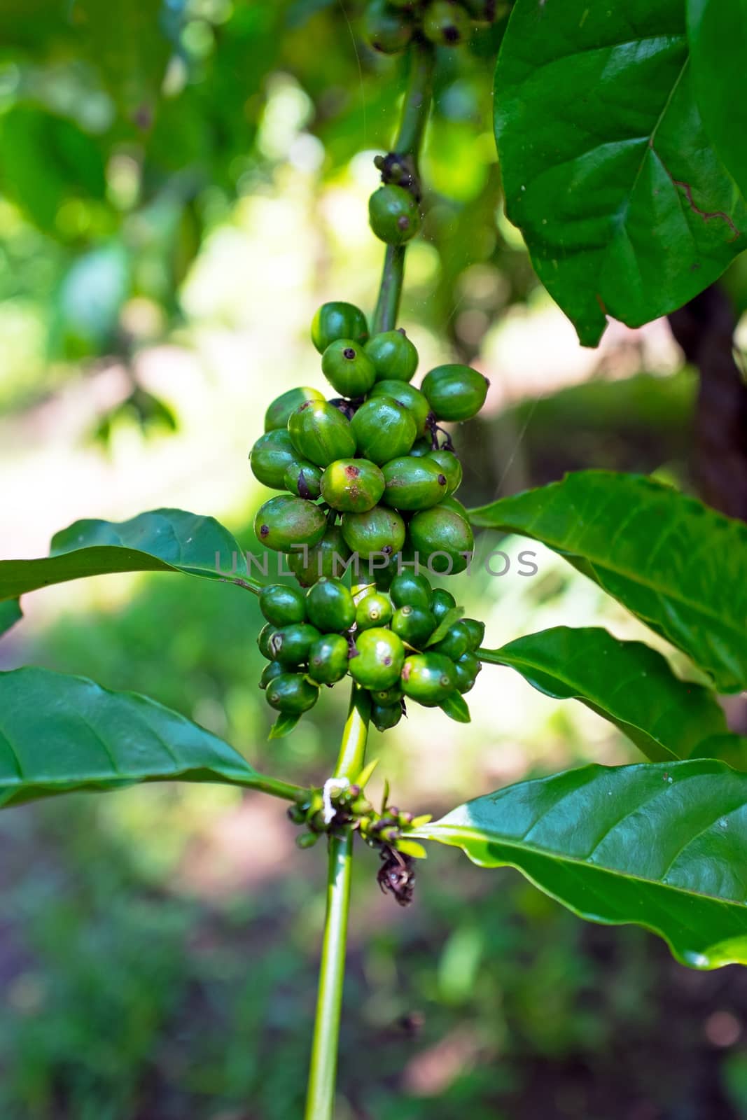 Green Coffee Beans on the Branch in Bali Indonesia