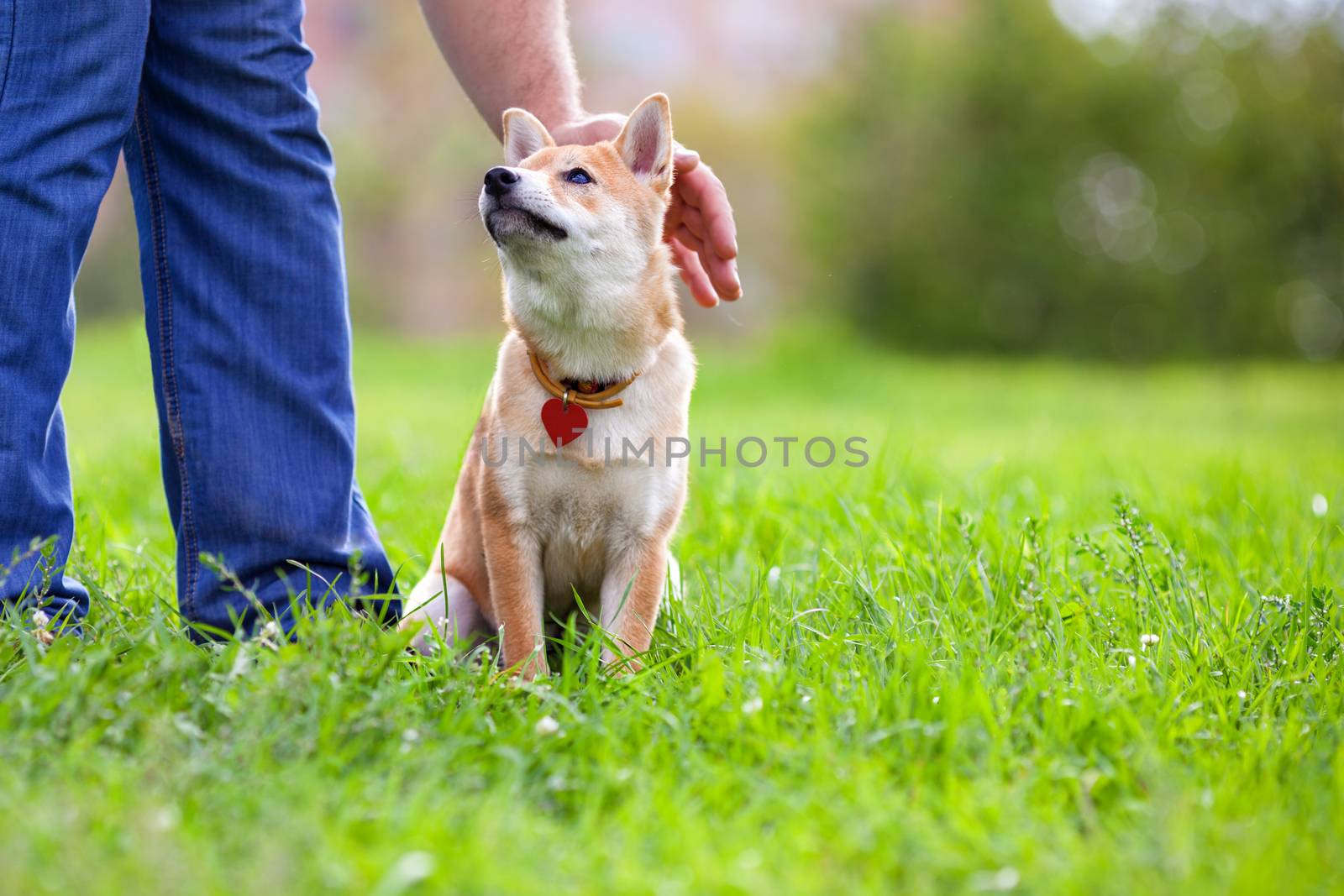 Shiba Inu in the park. by supercat67