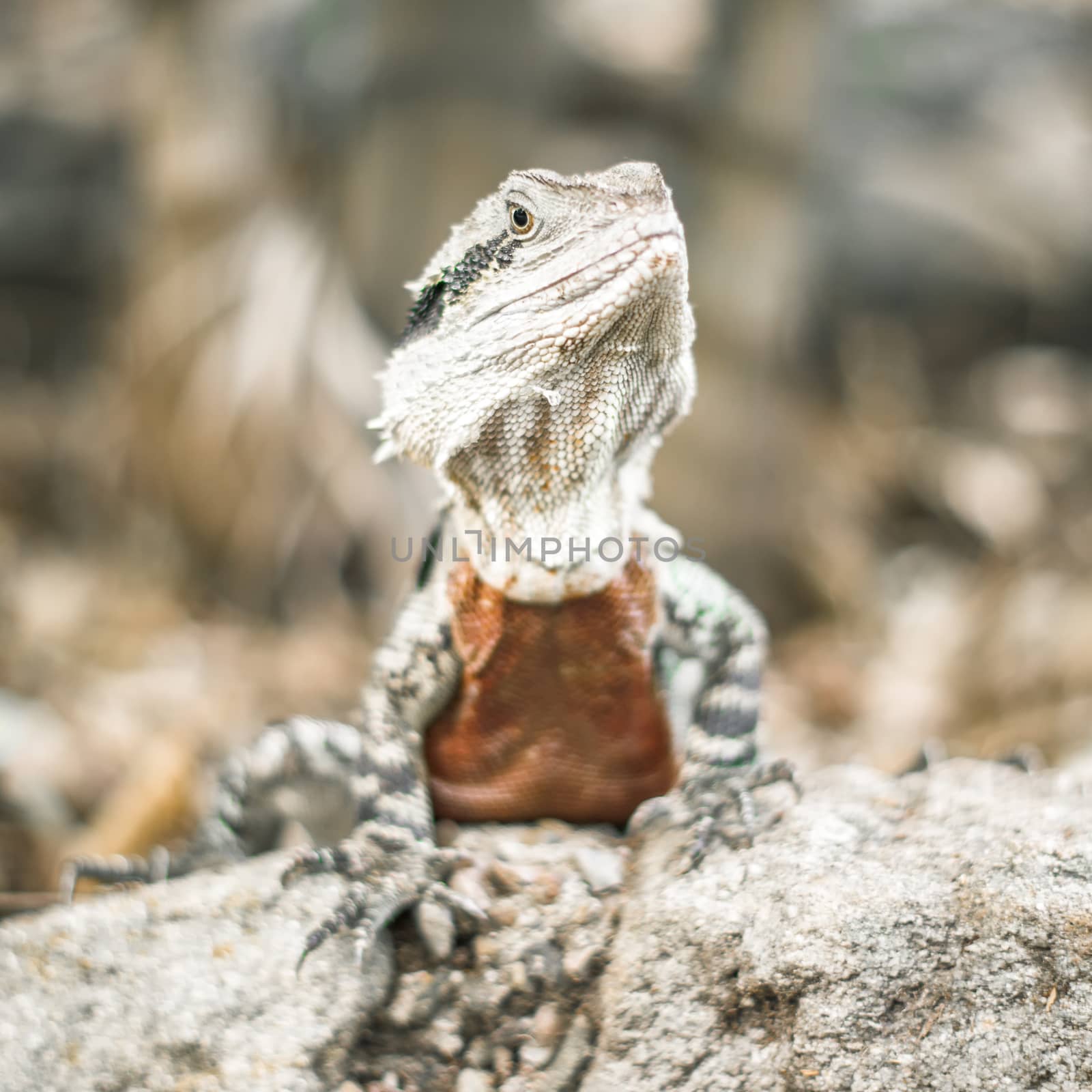 Water Dragon outside during the day in the late afternoon.