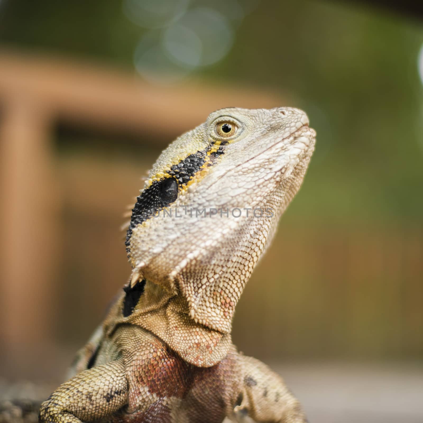 Water Dragon outside during the day. by artistrobd