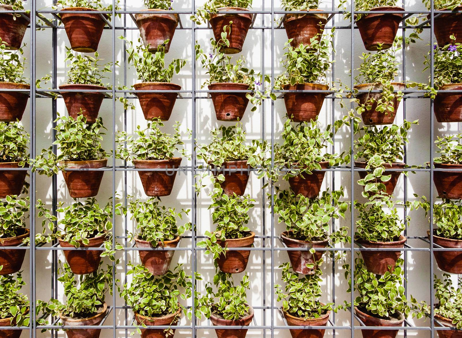 Plants in flower pots on metal rack against white wall