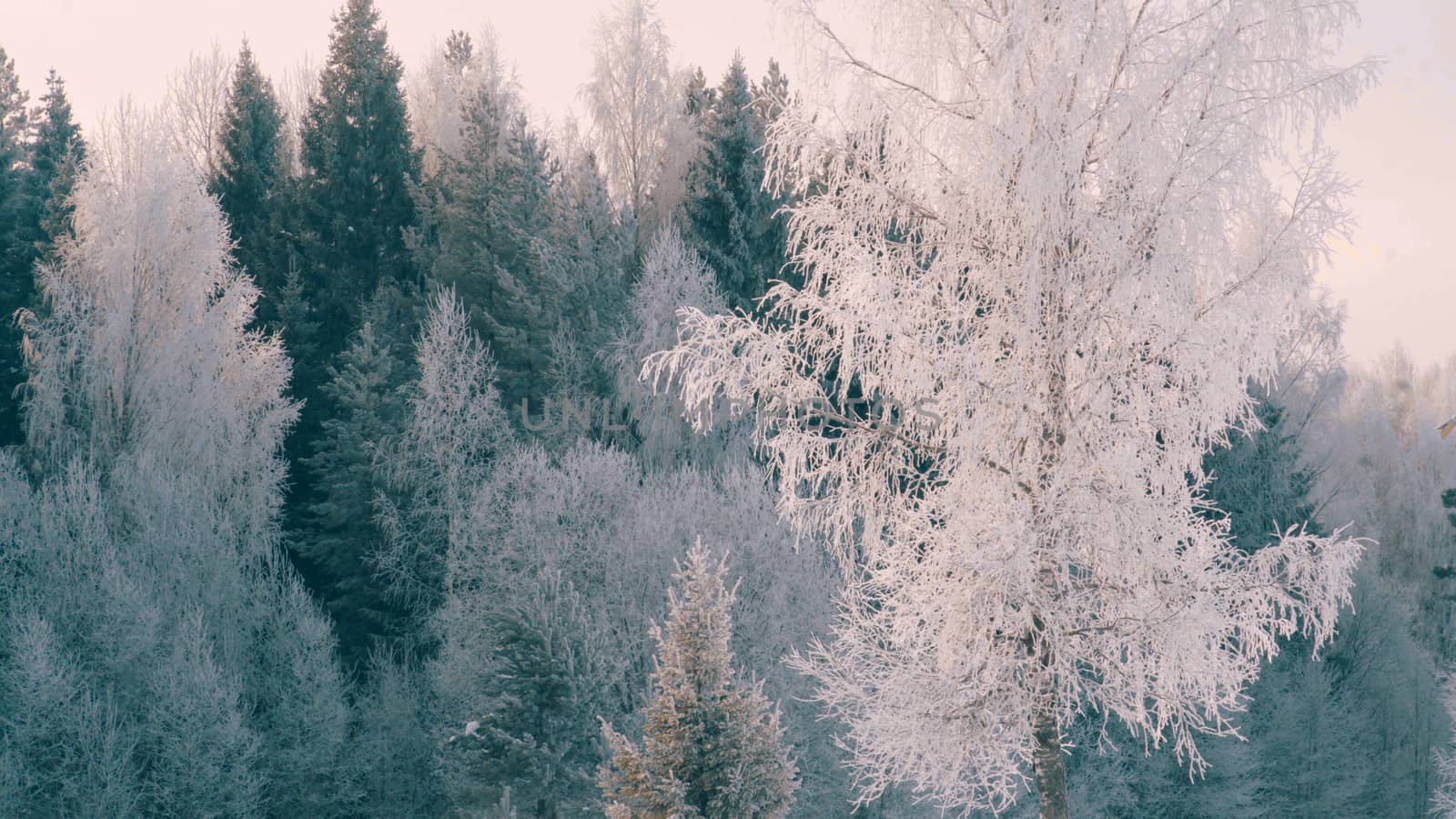 Winter forest in a hoarfrost. by Chudakov