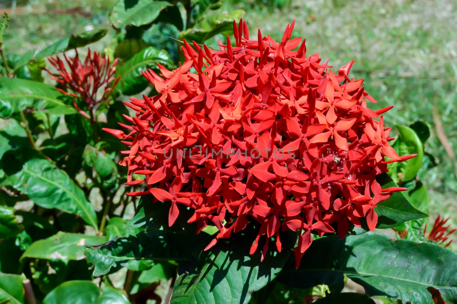 Bouquet of red flowers at the hotel in the town of Bamburi in Kenya