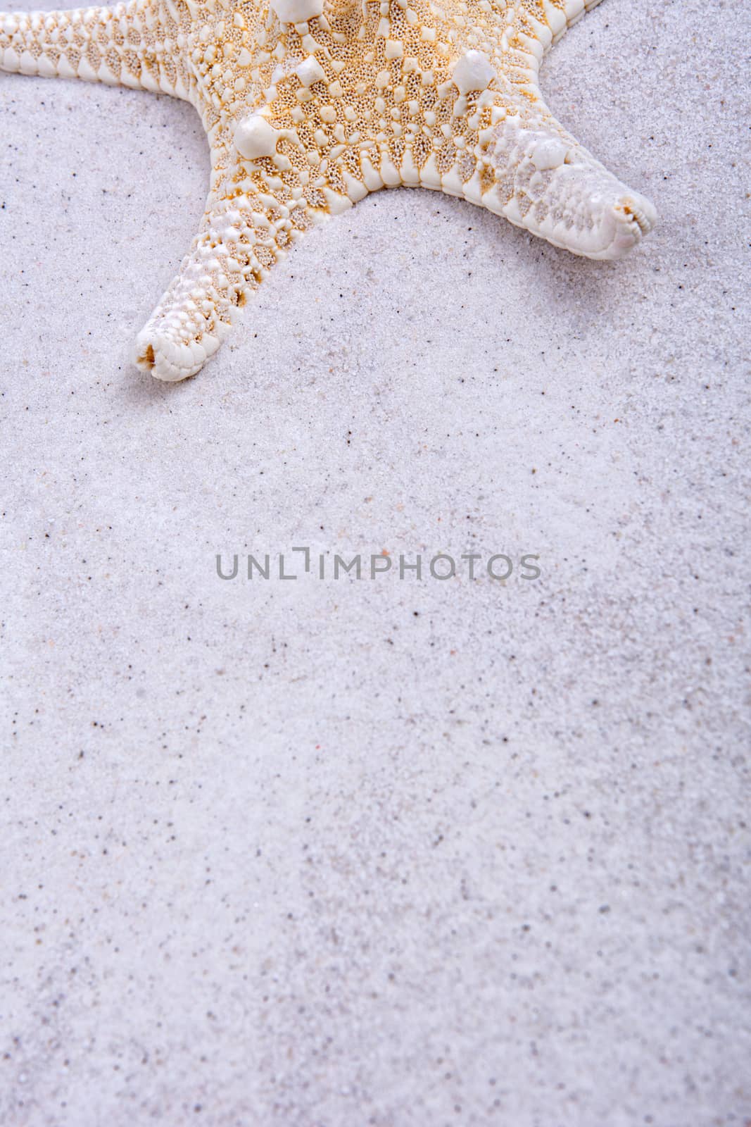 White starfish on a grey sand background