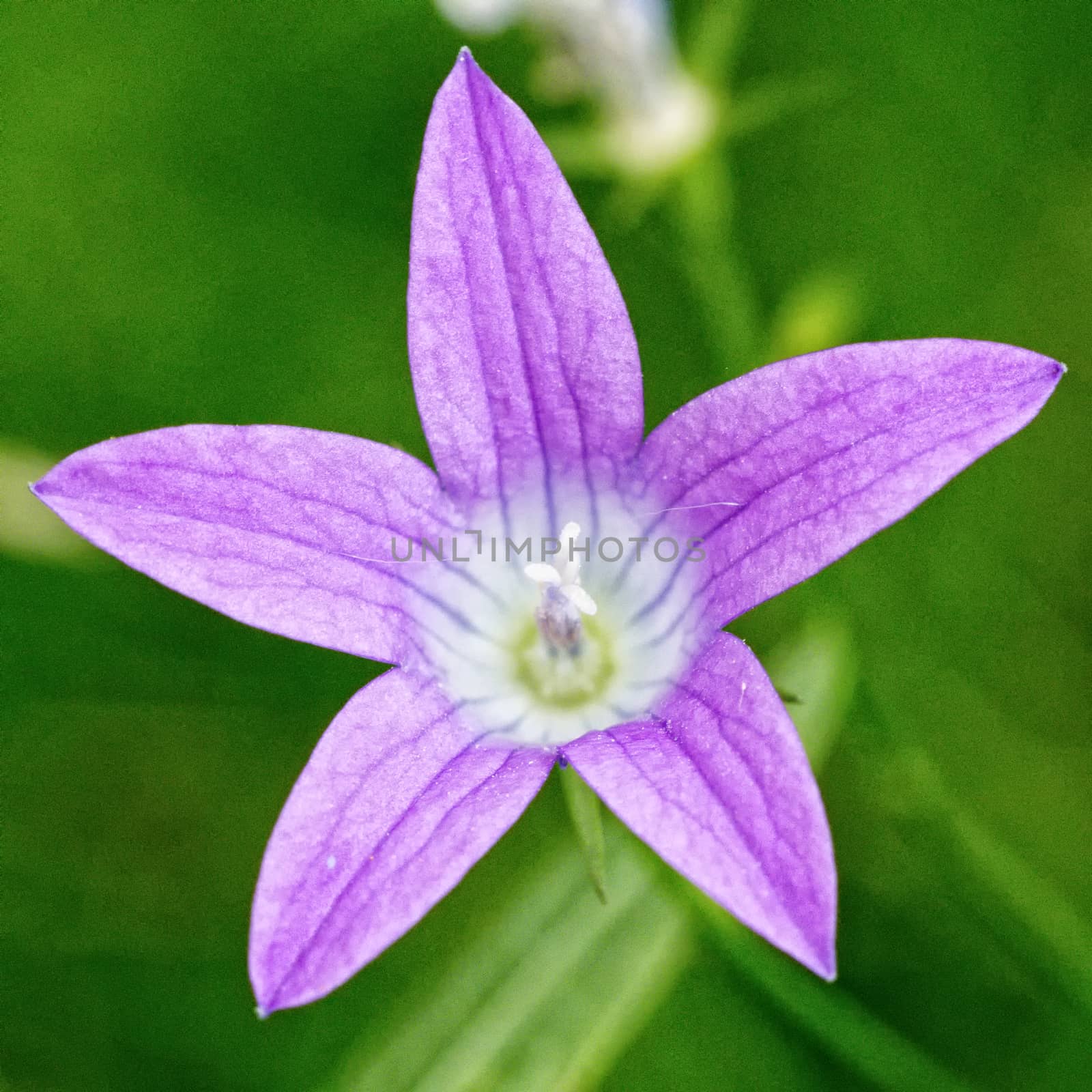 Nice blooming violet flowers on the blurred brown background