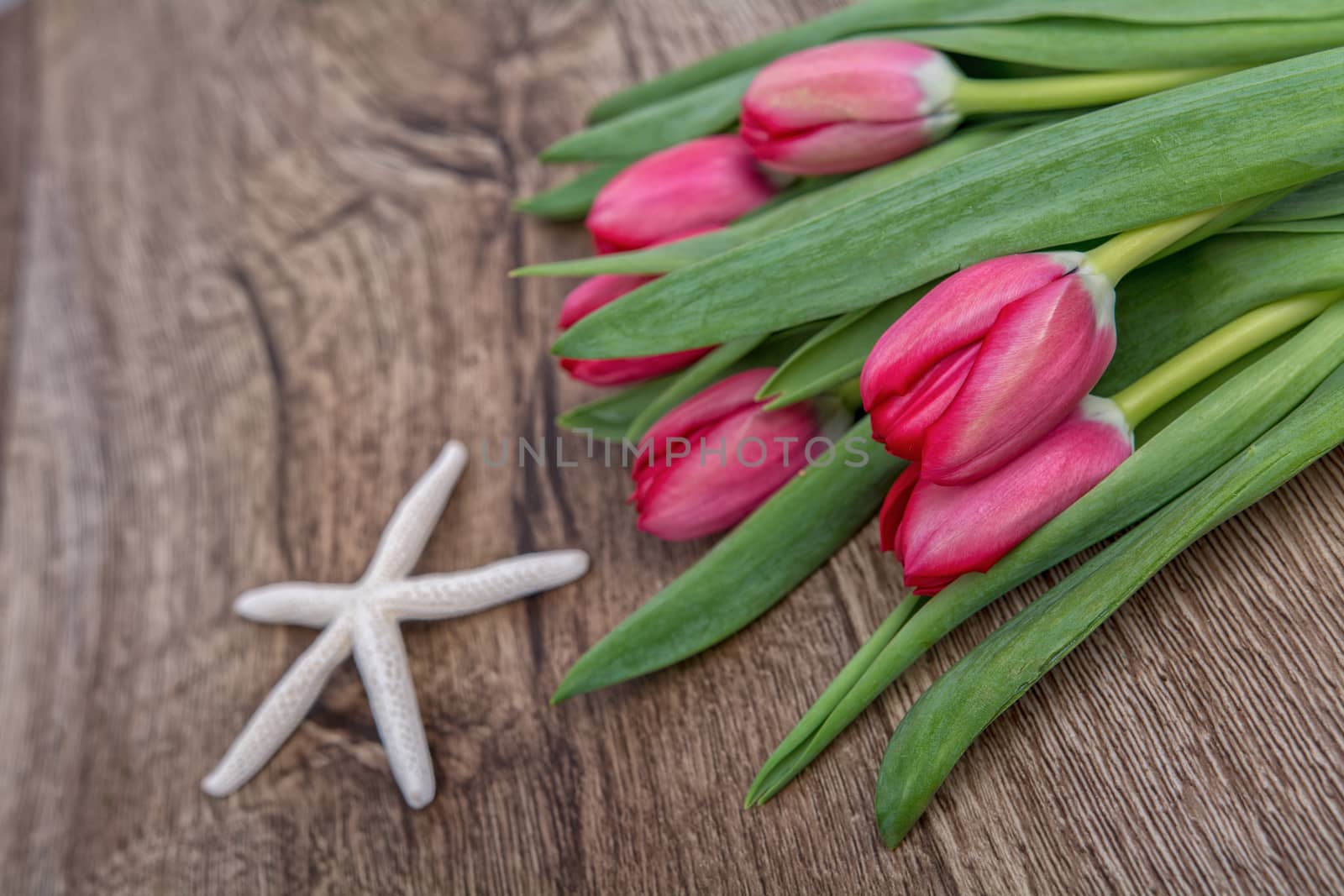 Starfish and red tulips on a wooden background