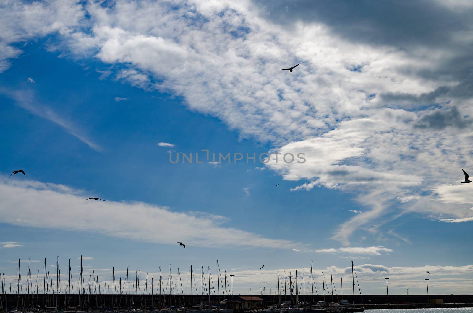 seagulls flying over the marina in the background of a blue sky