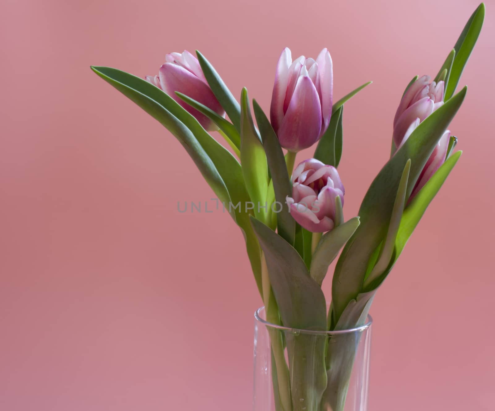 Festive bouquet tulip, glass vase, pink background